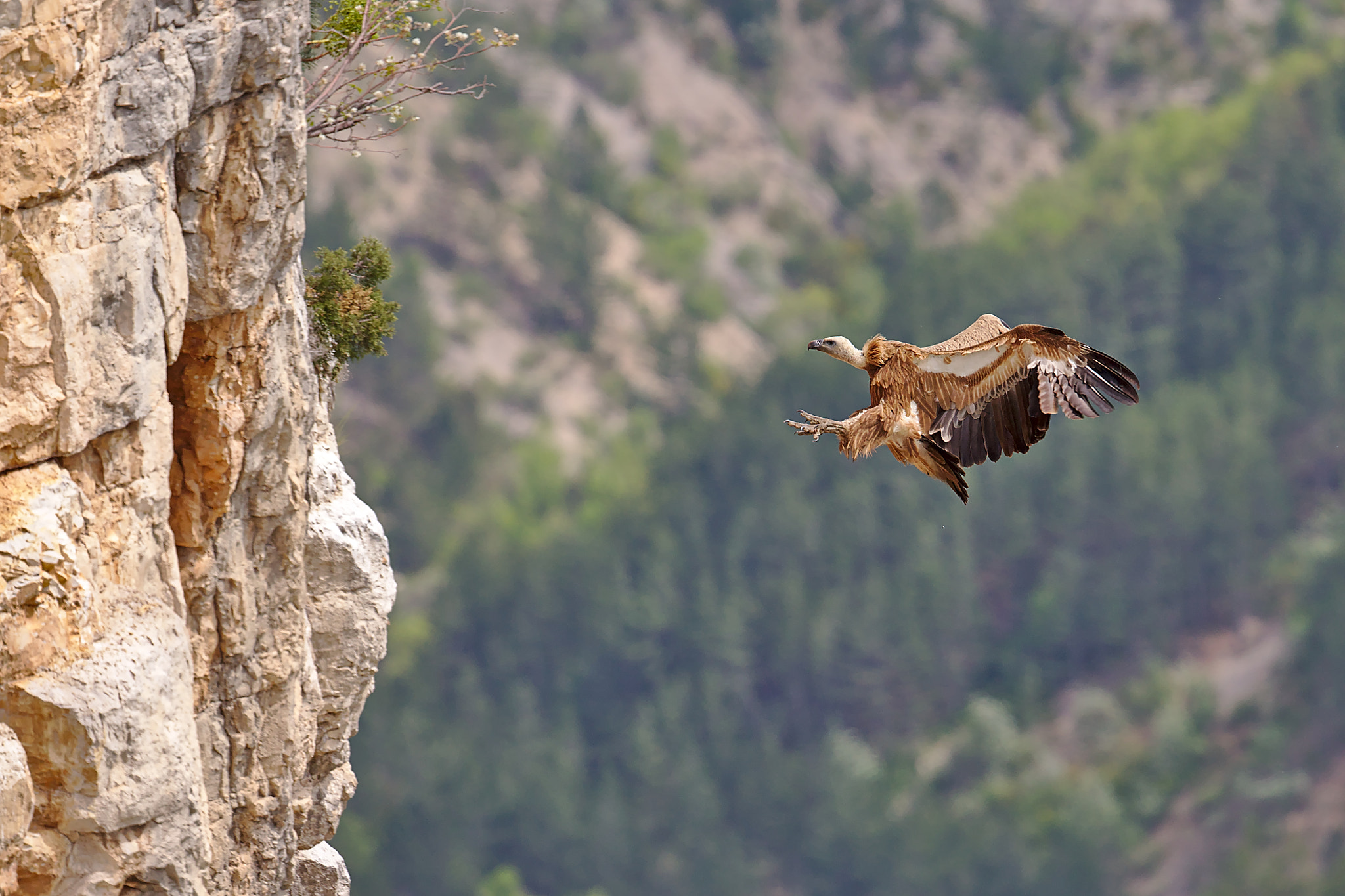 Canon EOS-1D X + Canon EF 300mm F2.8L IS II USM sample photo. Vautour fauve photography