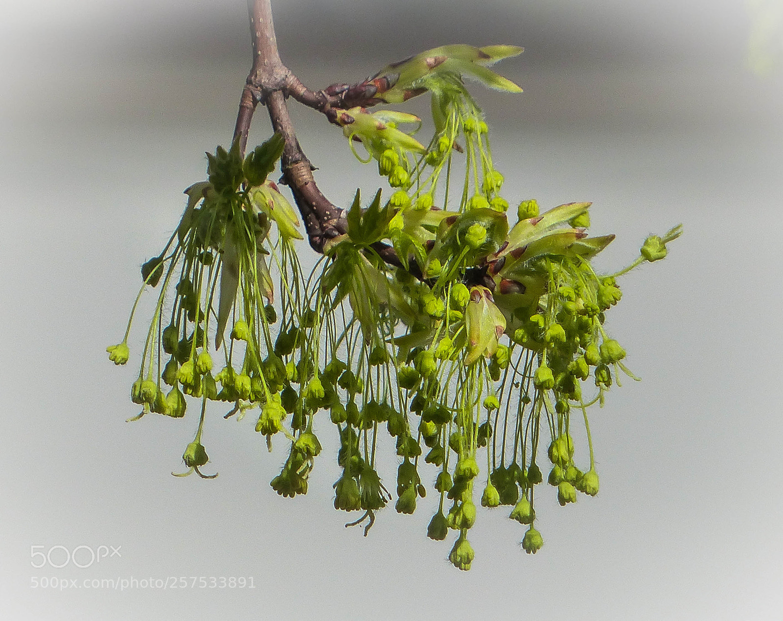 Panasonic Lumix DMC-FZ200 sample photo. Fringe photography