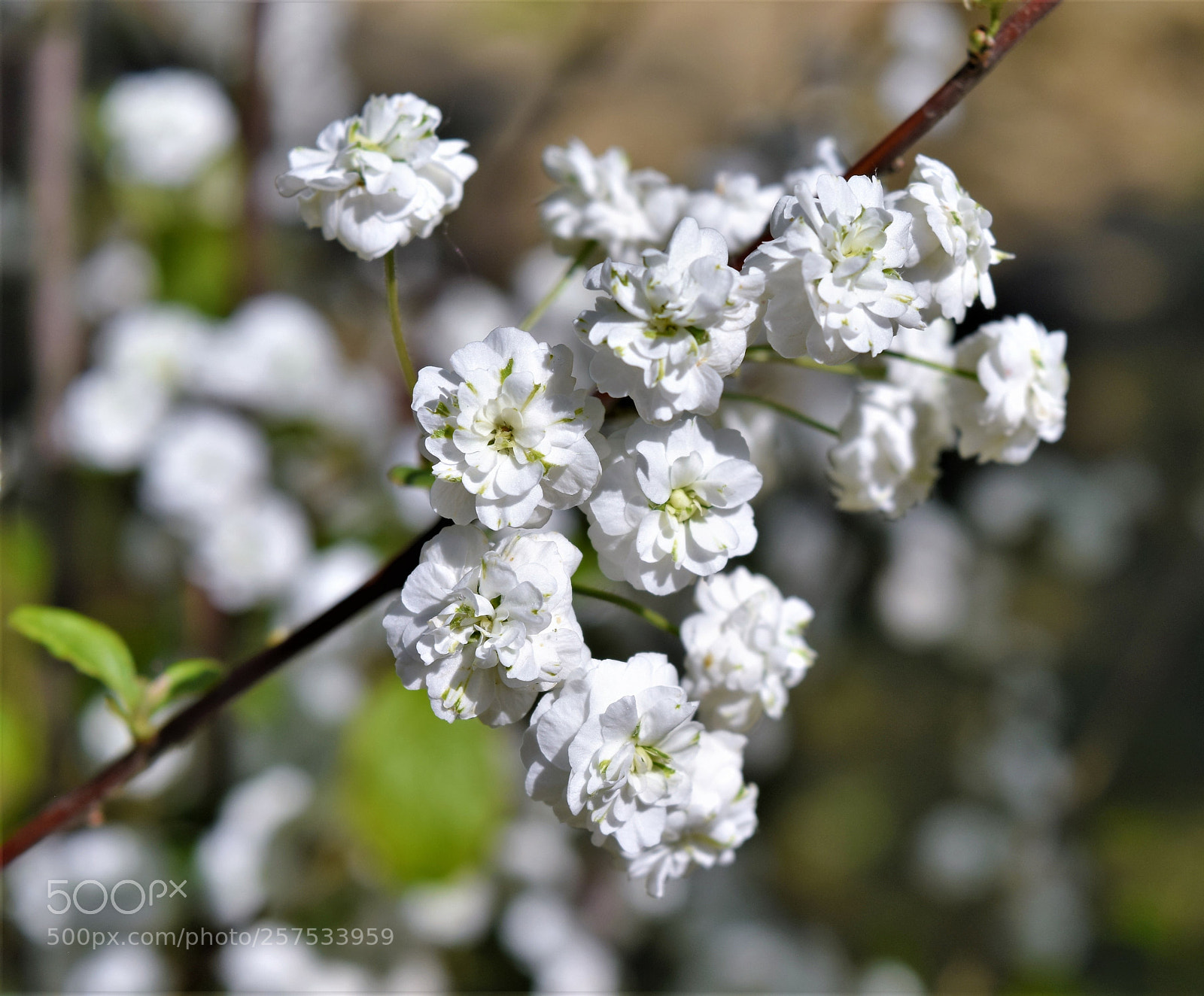 Nikon D3300 sample photo. Little white roses photography