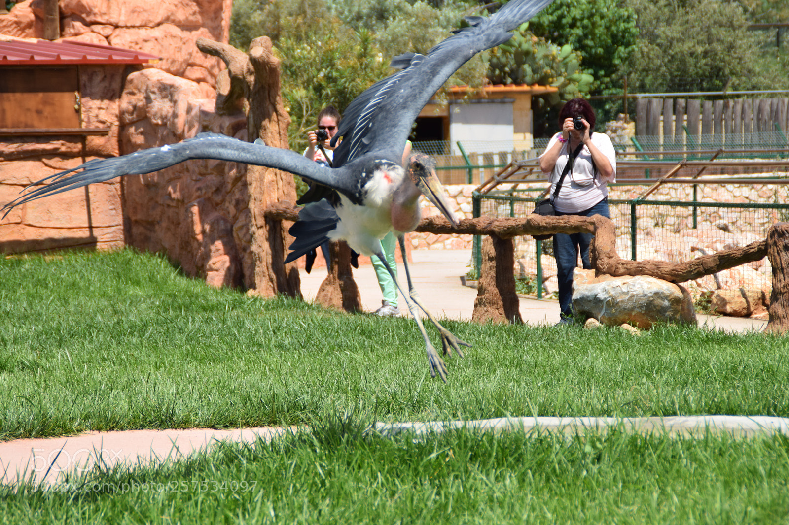 Nikon D5300 sample photo. Flying birds photography