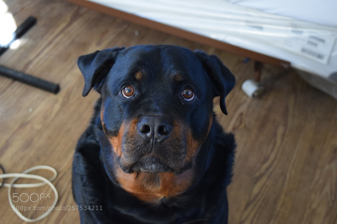 Nikon D3300 sample photo. Rottweiler dogs  temperament devoted photography