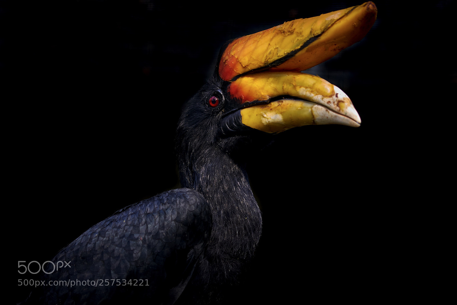 Sony a7R III sample photo. Hornschnabel photography