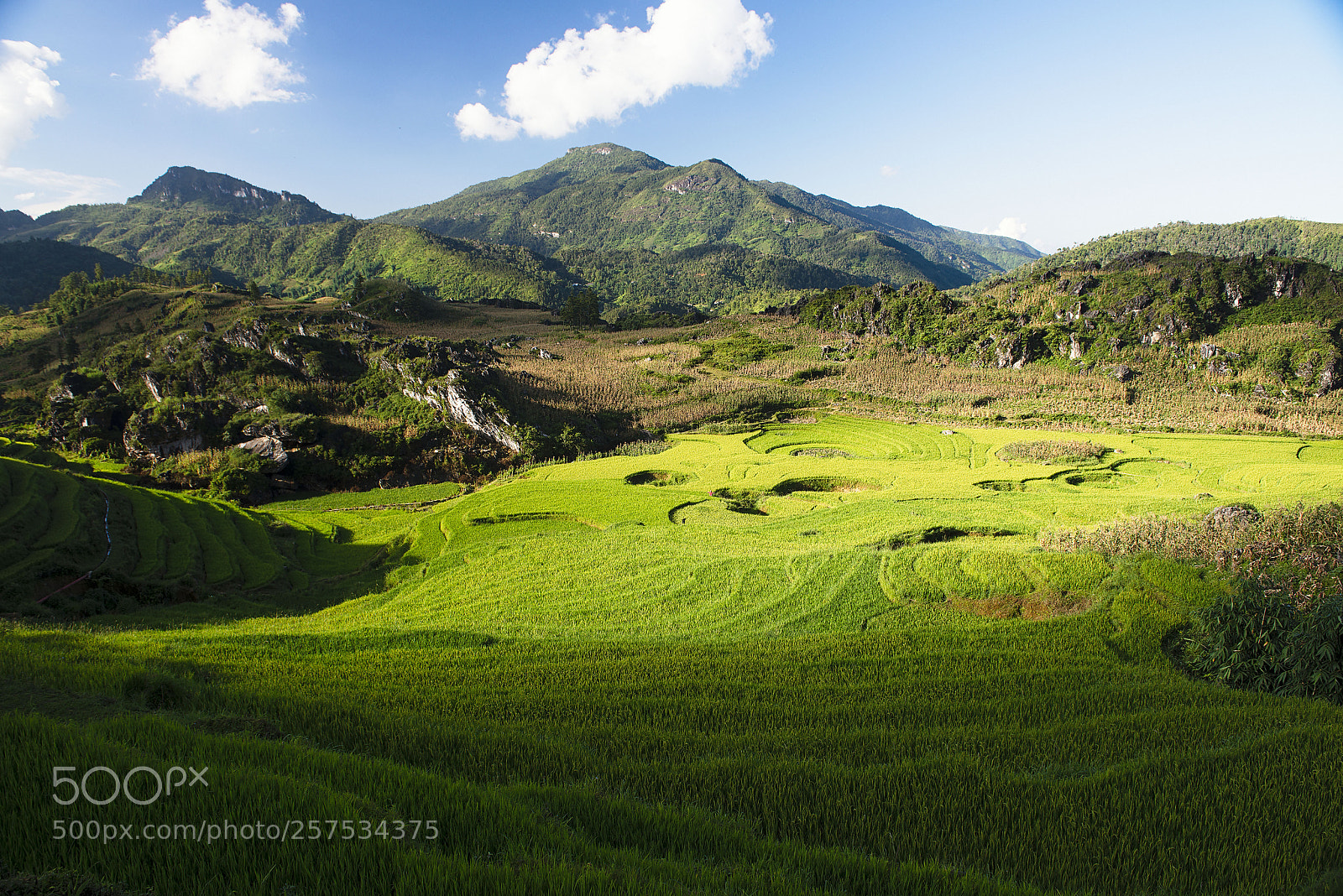 Nikon D800 sample photo. Sapa rice photography