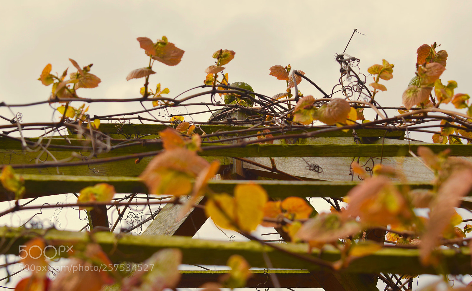 Nikon D3300 sample photo. Autumn photography