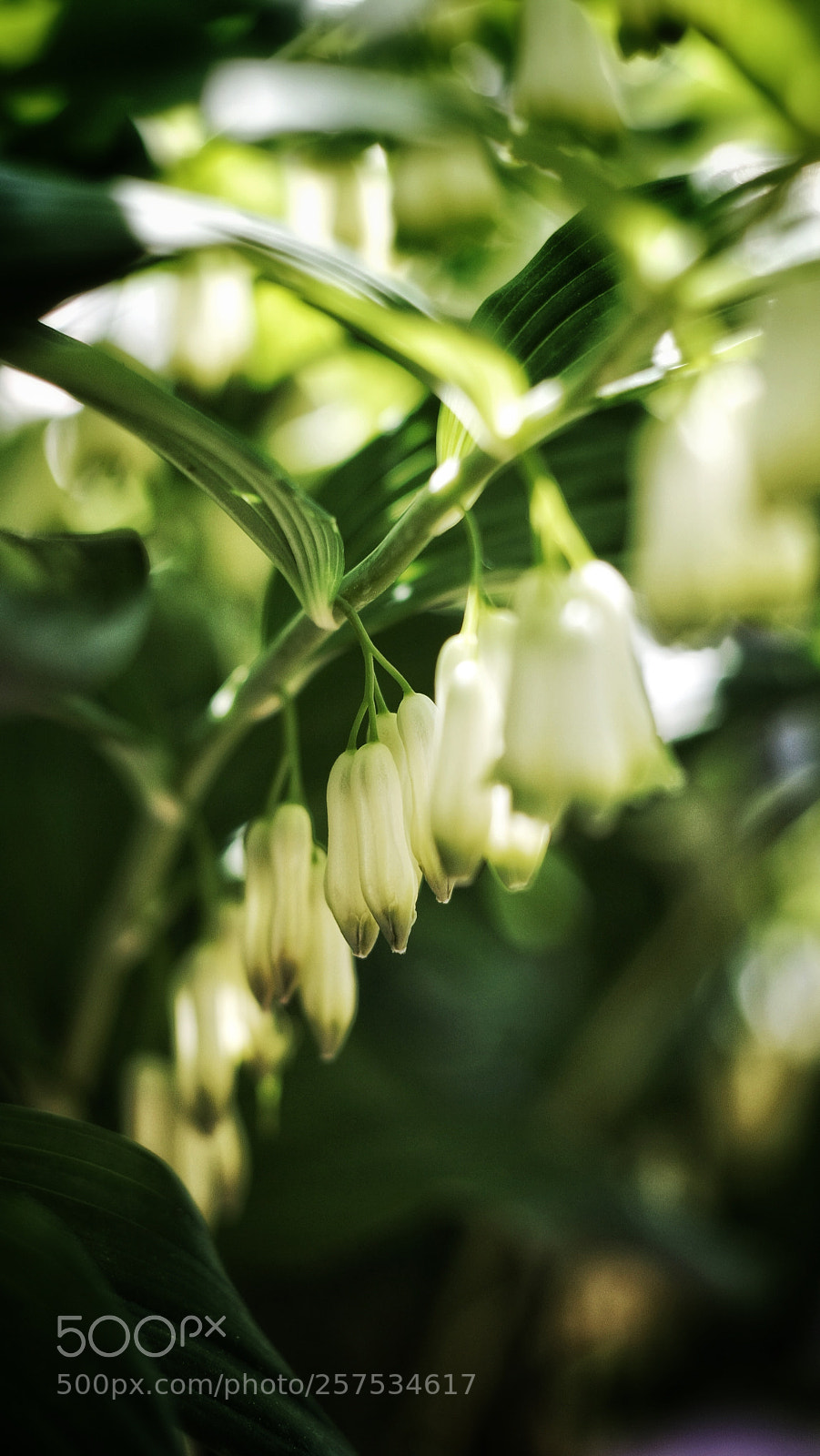 Canon EOS 40D sample photo. Untitled photography