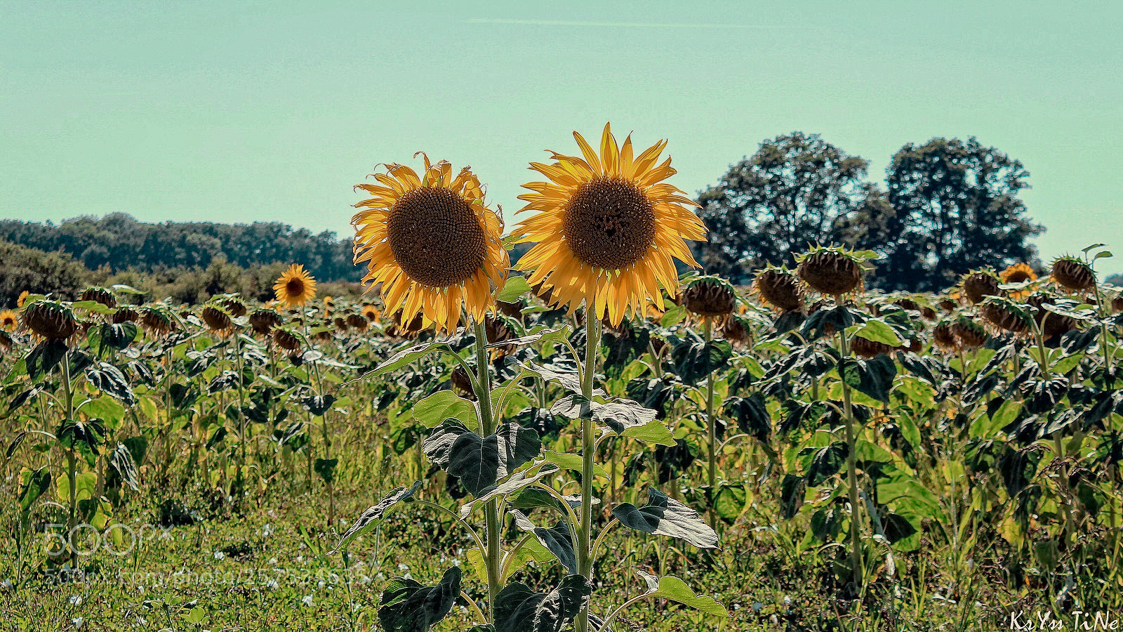 Canon EOS 600D (Rebel EOS T3i / EOS Kiss X5) sample photo. Tournesols photography