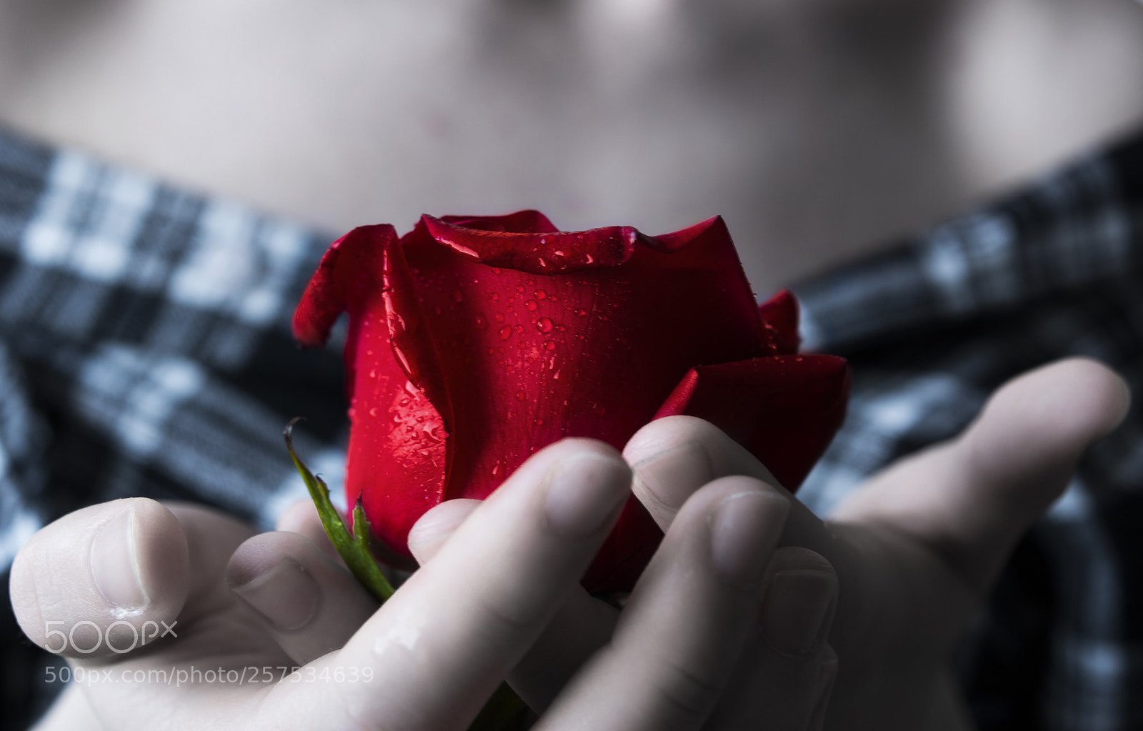 Nikon D5200 sample photo. Red rose as a photography