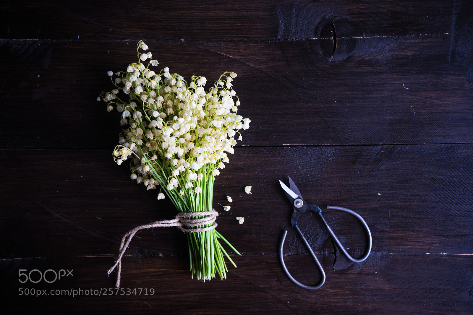 Sony a7 sample photo. Spring floral concept photography