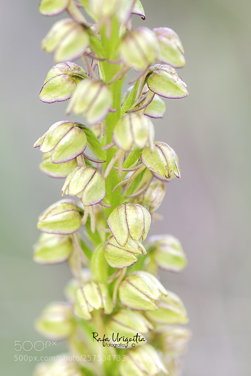 Nikon D610 sample photo. Flor de l'home penjat photography