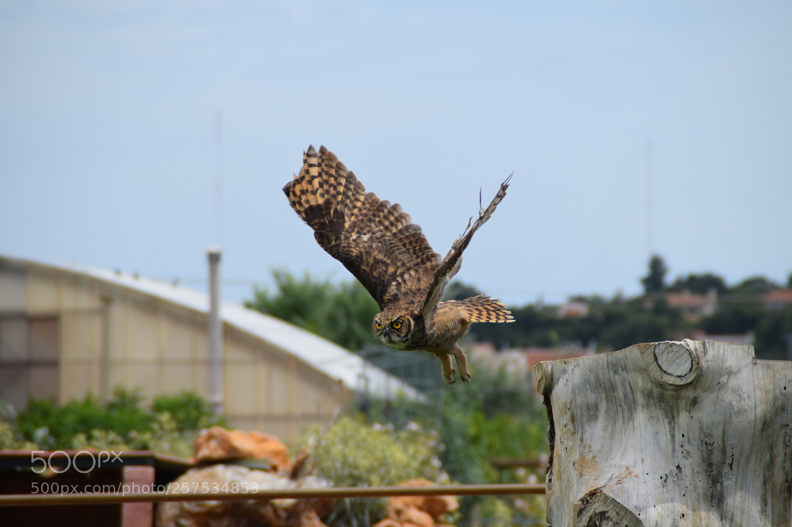 Nikon D5300 sample photo. Raptor birds photography