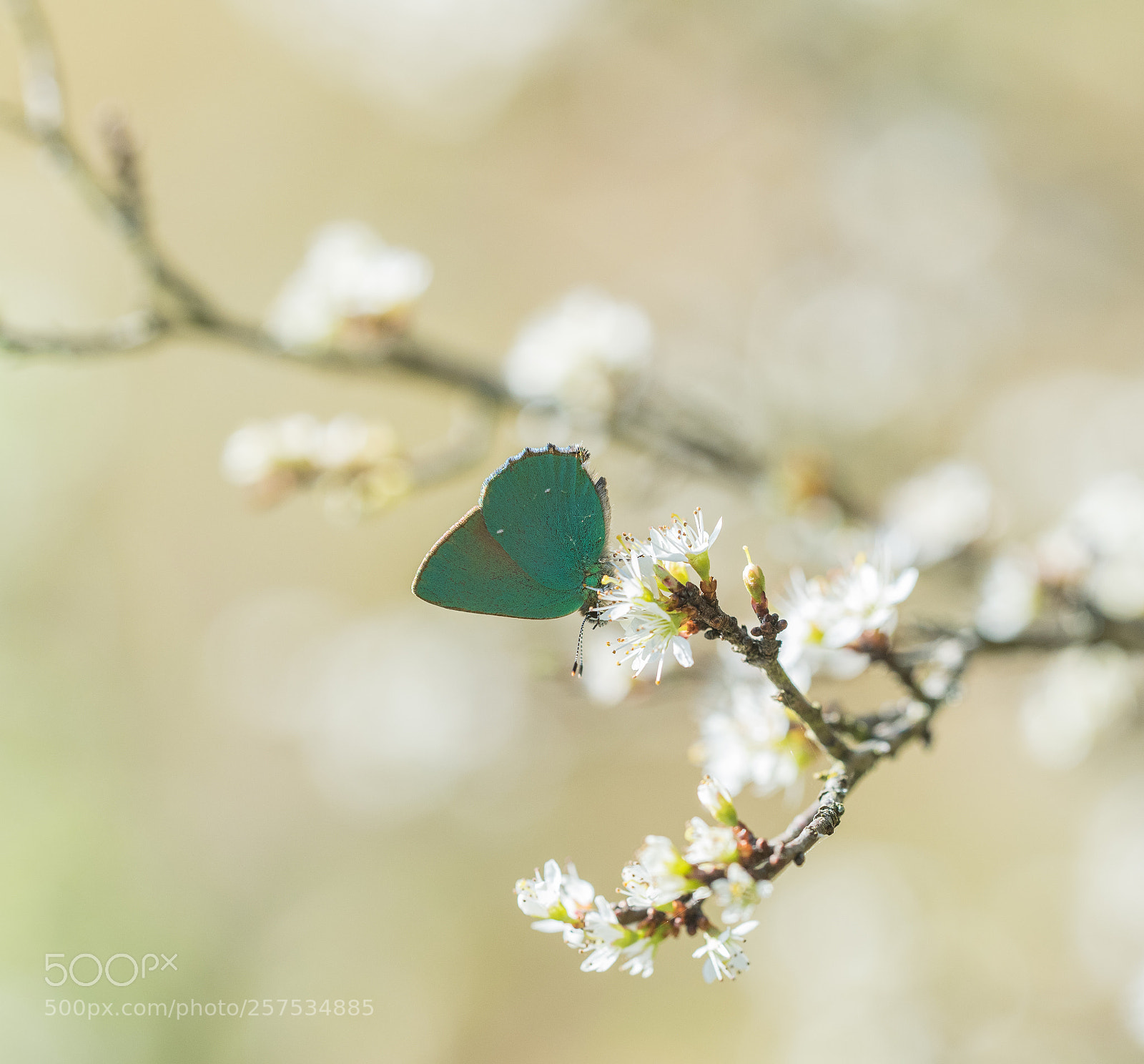 Nikon D750 sample photo. Thécla vert photography