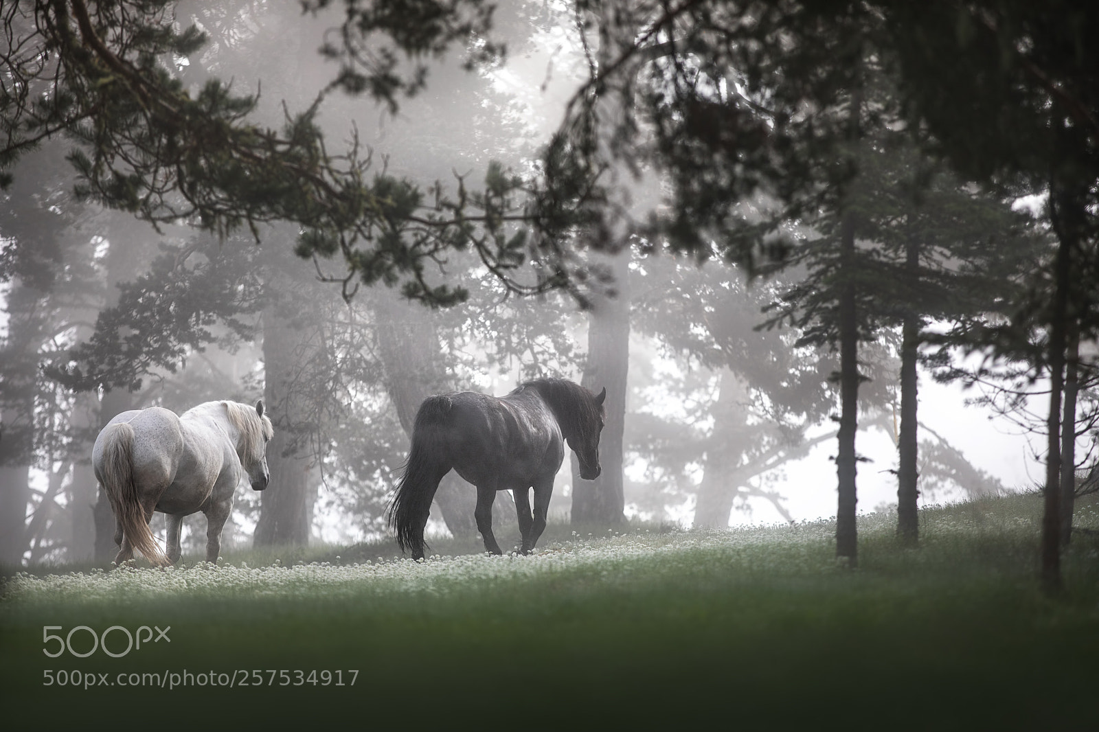 Canon EOS 5D Mark IV sample photo. Horses grazing on pasture photography