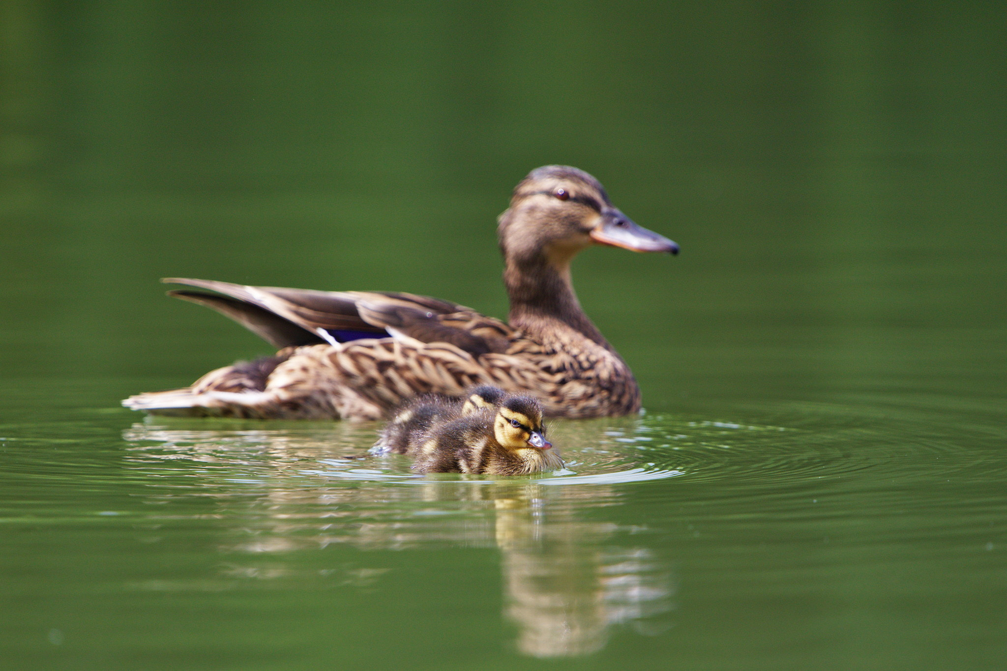 Canon EOS 6D + Canon EF 70-200mm F4L IS USM sample photo. Duckling encounter photography