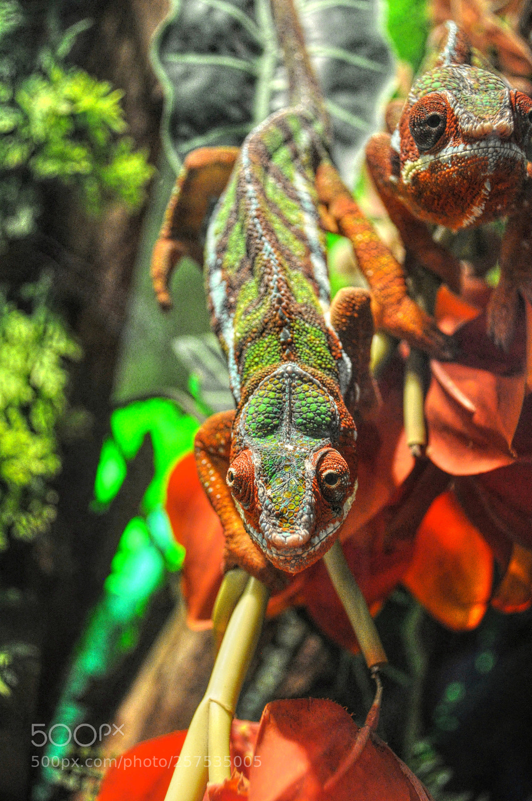 Nikon D90 sample photo. From dubai safai park photography