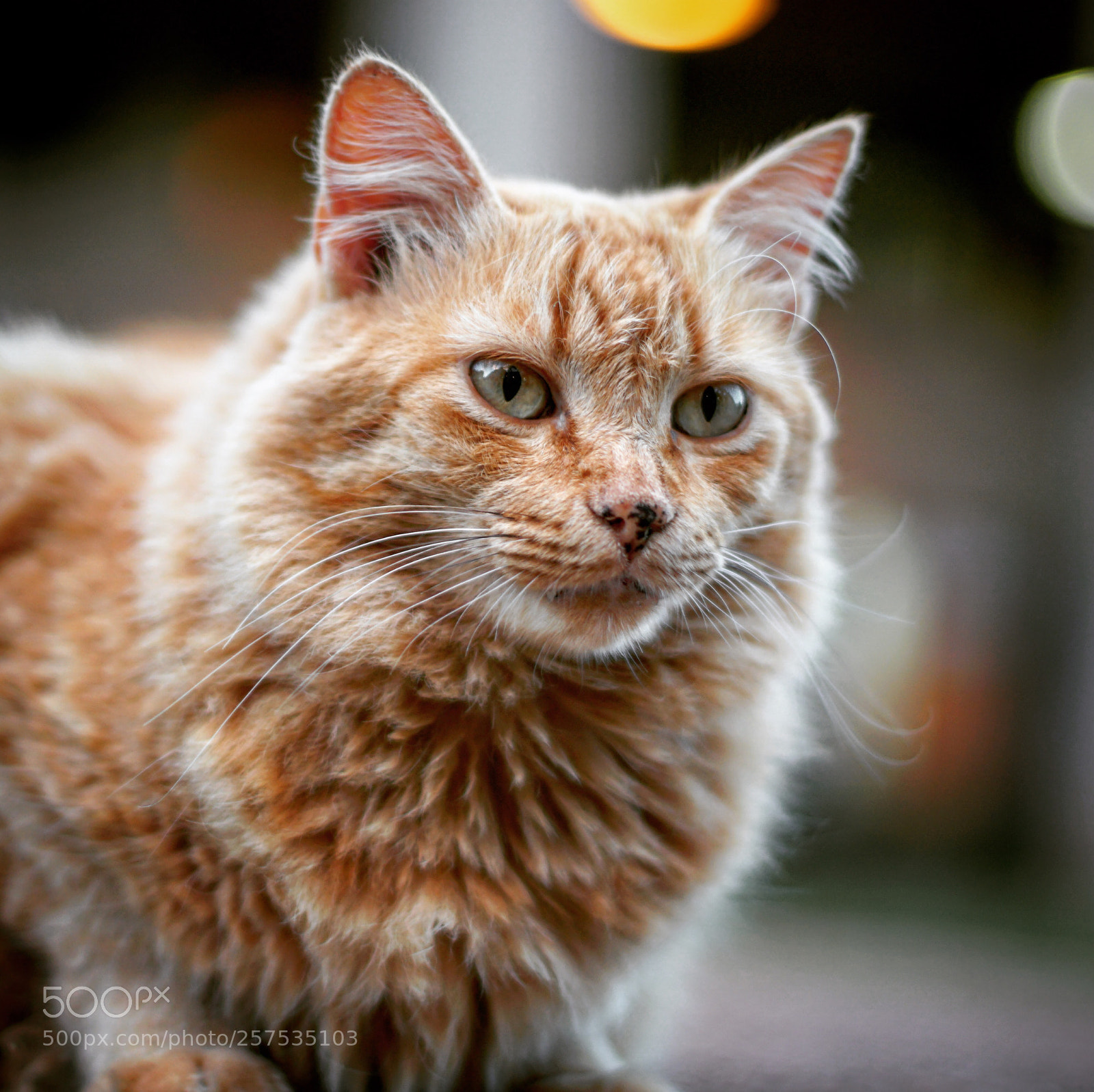 Sony a6300 sample photo. Lion  
 photography