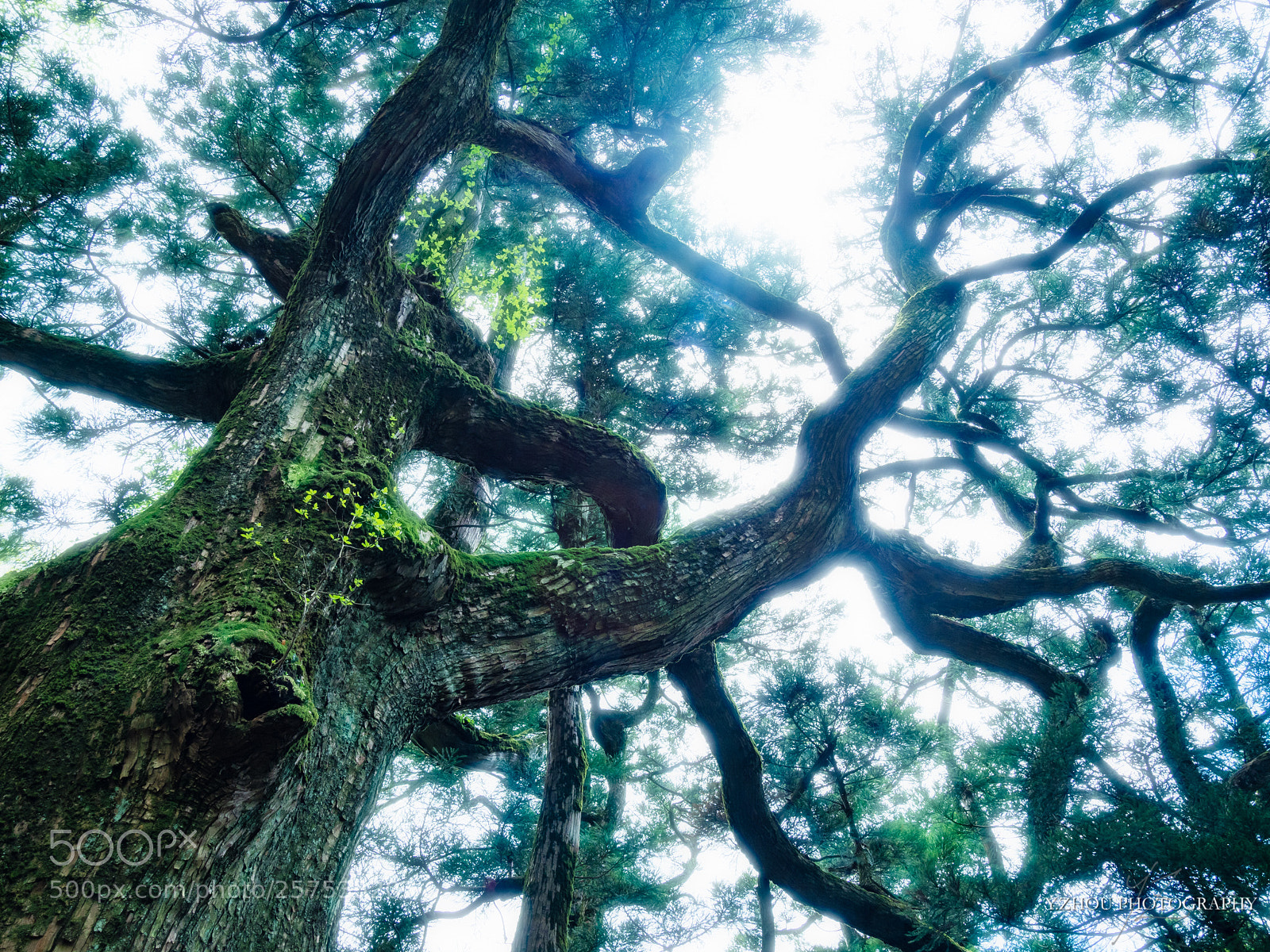 Olympus OM-D E-M1 Mark II sample photo. Shiho cedar photography