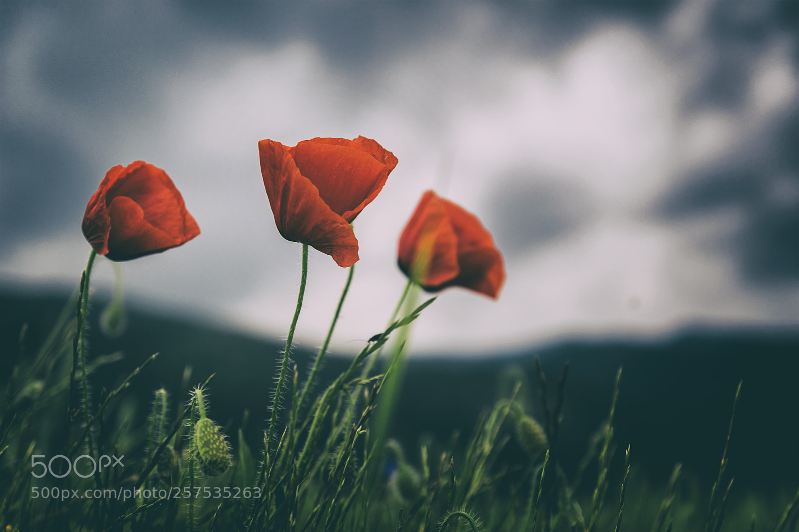 Nikon D5300 sample photo. Poppies photography