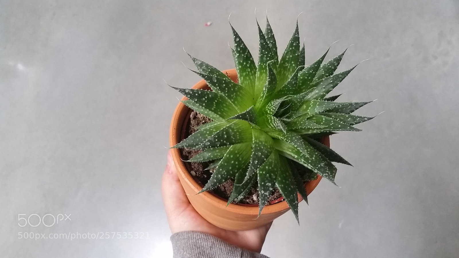 Samsung Galaxy S5 sample photo. Plant photography