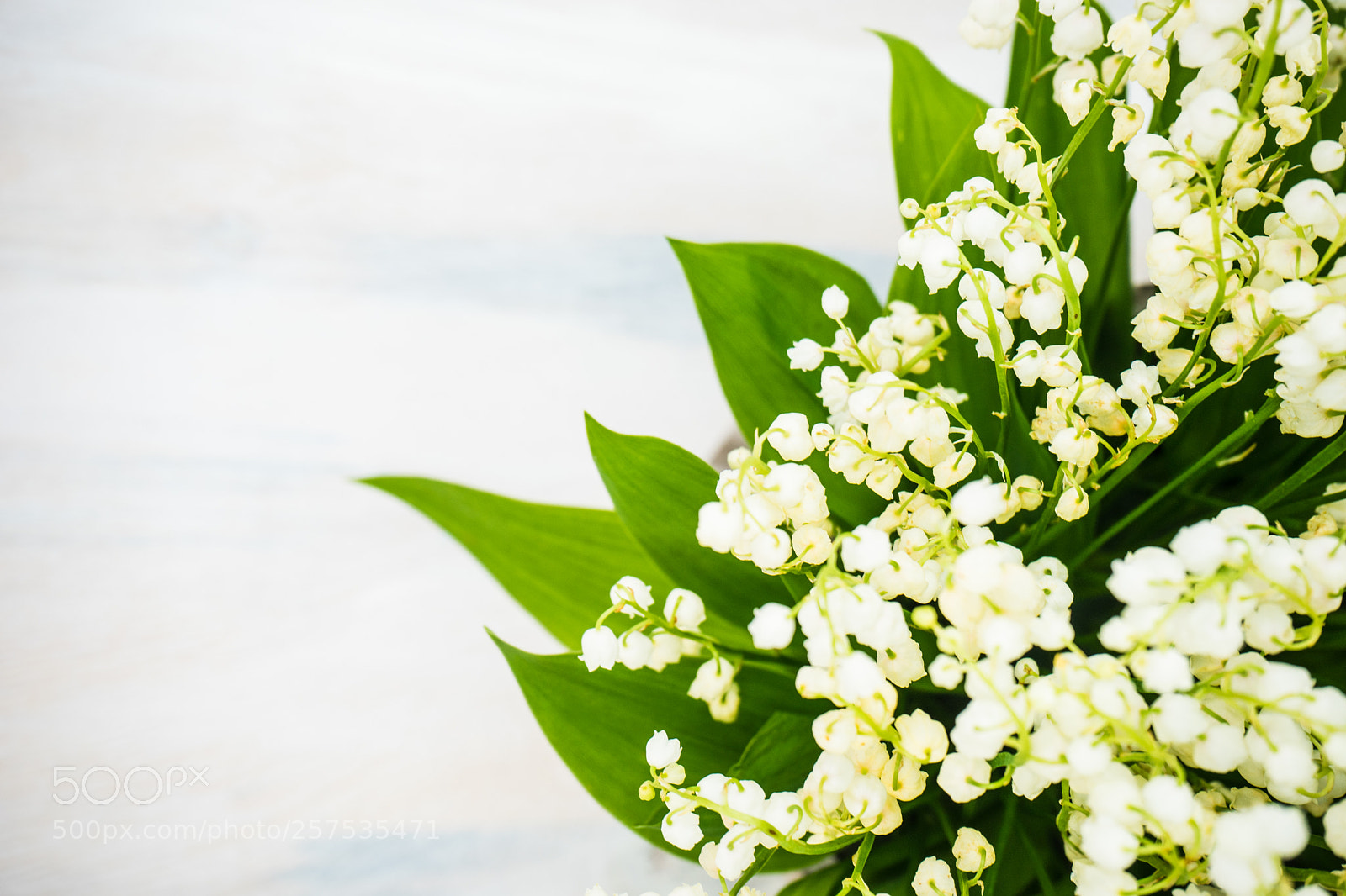 Sony a7 sample photo. Spring floral concept photography