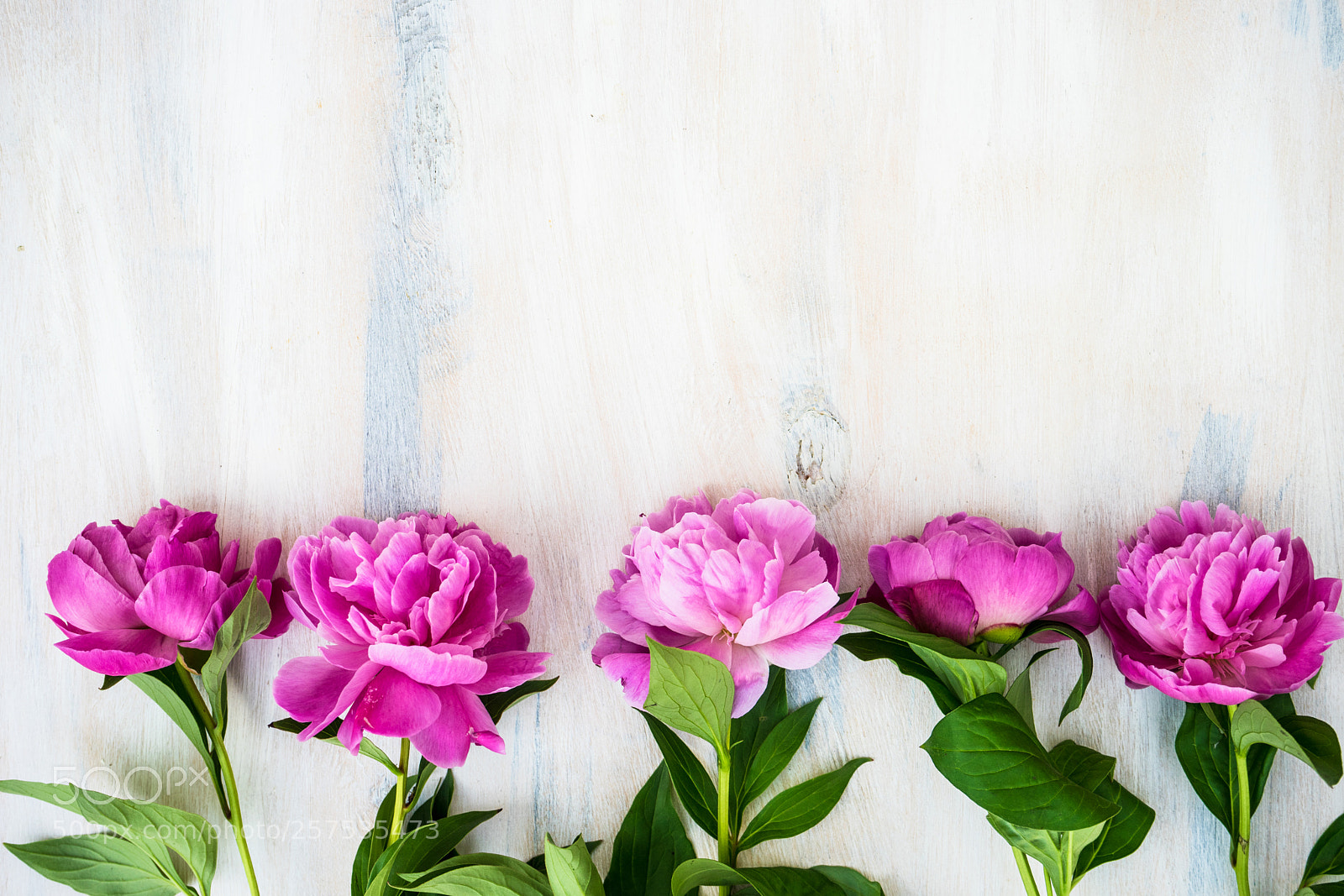 Sony a7 sample photo. Summer flowers concept with photography