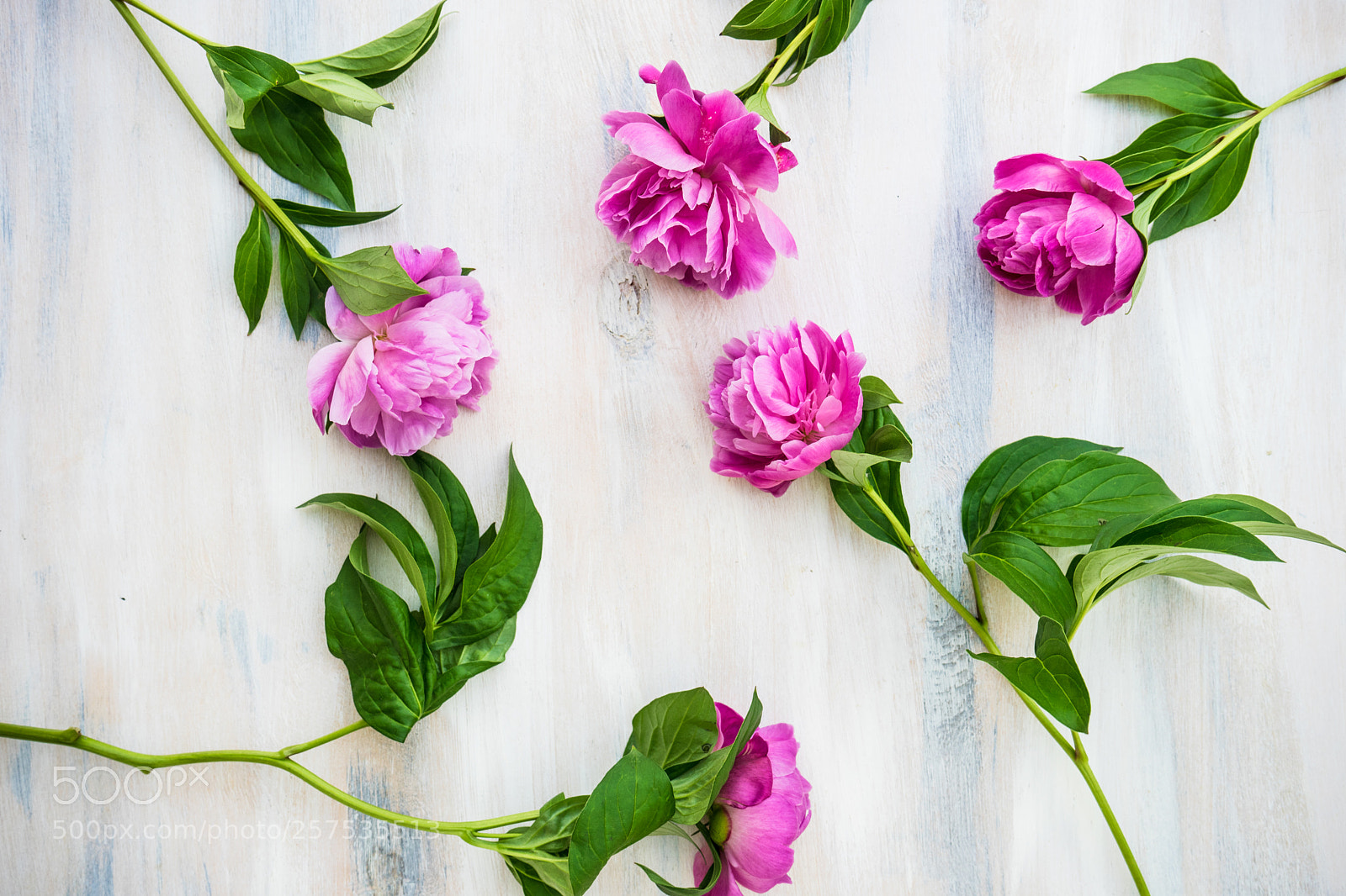 Sony a7 sample photo. Summer flowers concept with photography