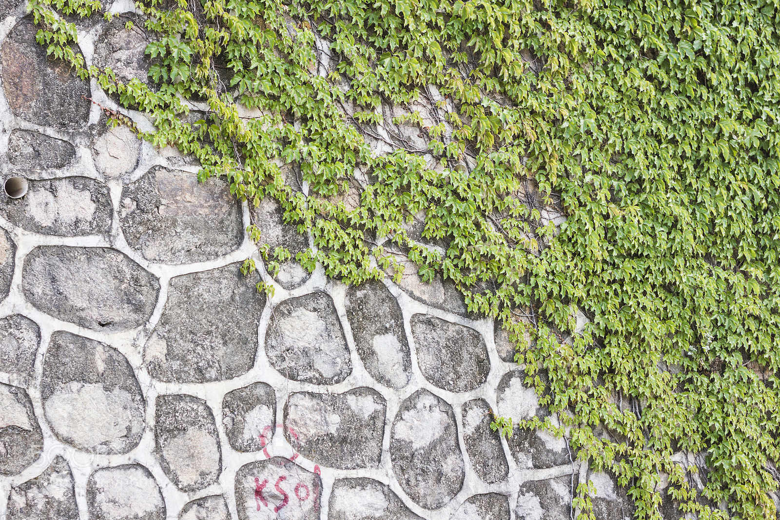 Canon EOS 7D sample photo. Stonewall of green plants photography