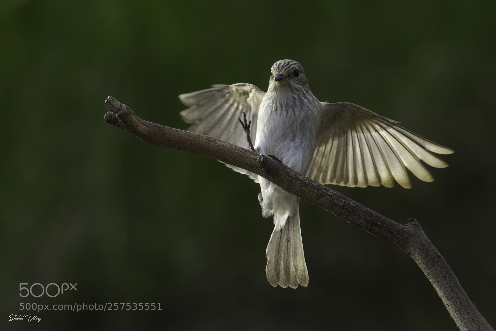 Nikon D500 sample photo. Spotted flycatcher photography