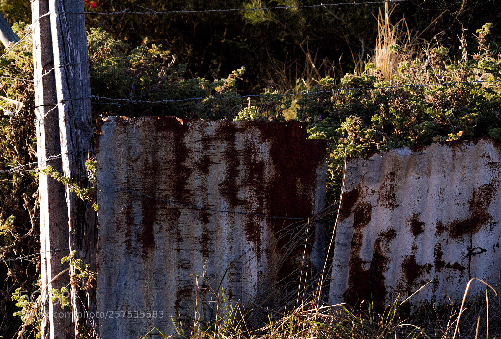 Canon EOS 1300D (EOS Rebel T6 / EOS Kiss X80) sample photo. Rust tin photography
