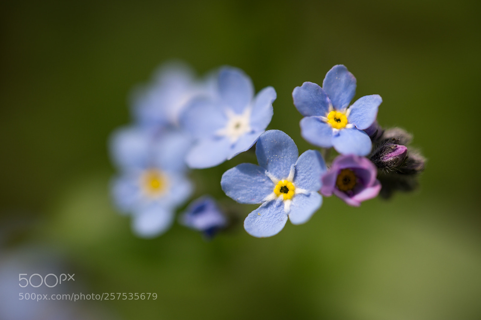 Canon EOS 6D sample photo. Forget-me-not photography