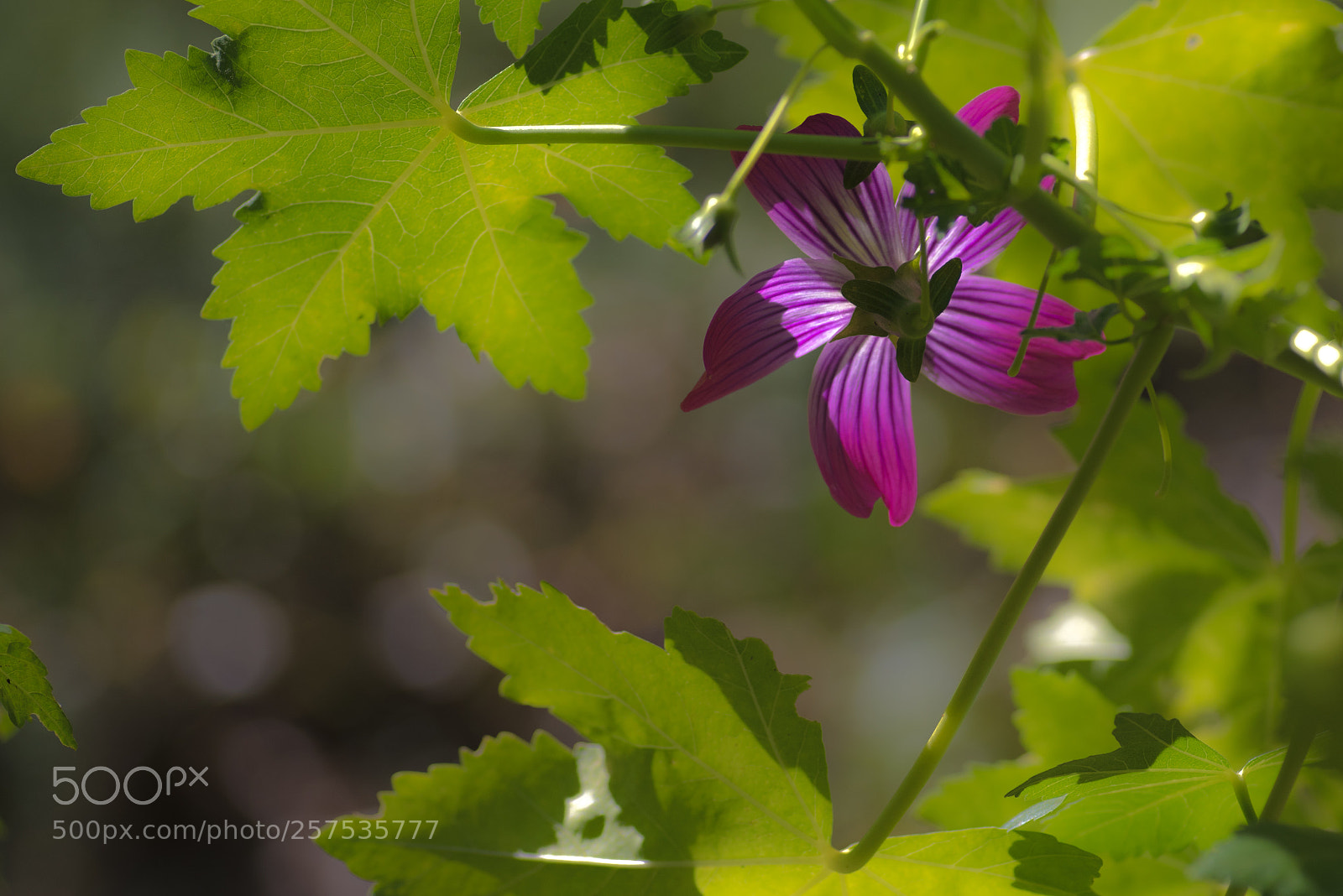 Pentax K-1 sample photo. Backlight photography
