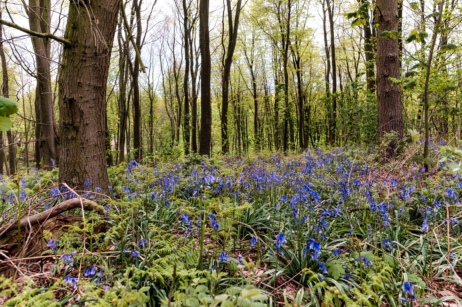 Fujifilm X-T2 sample photo. Bluebells forest photography