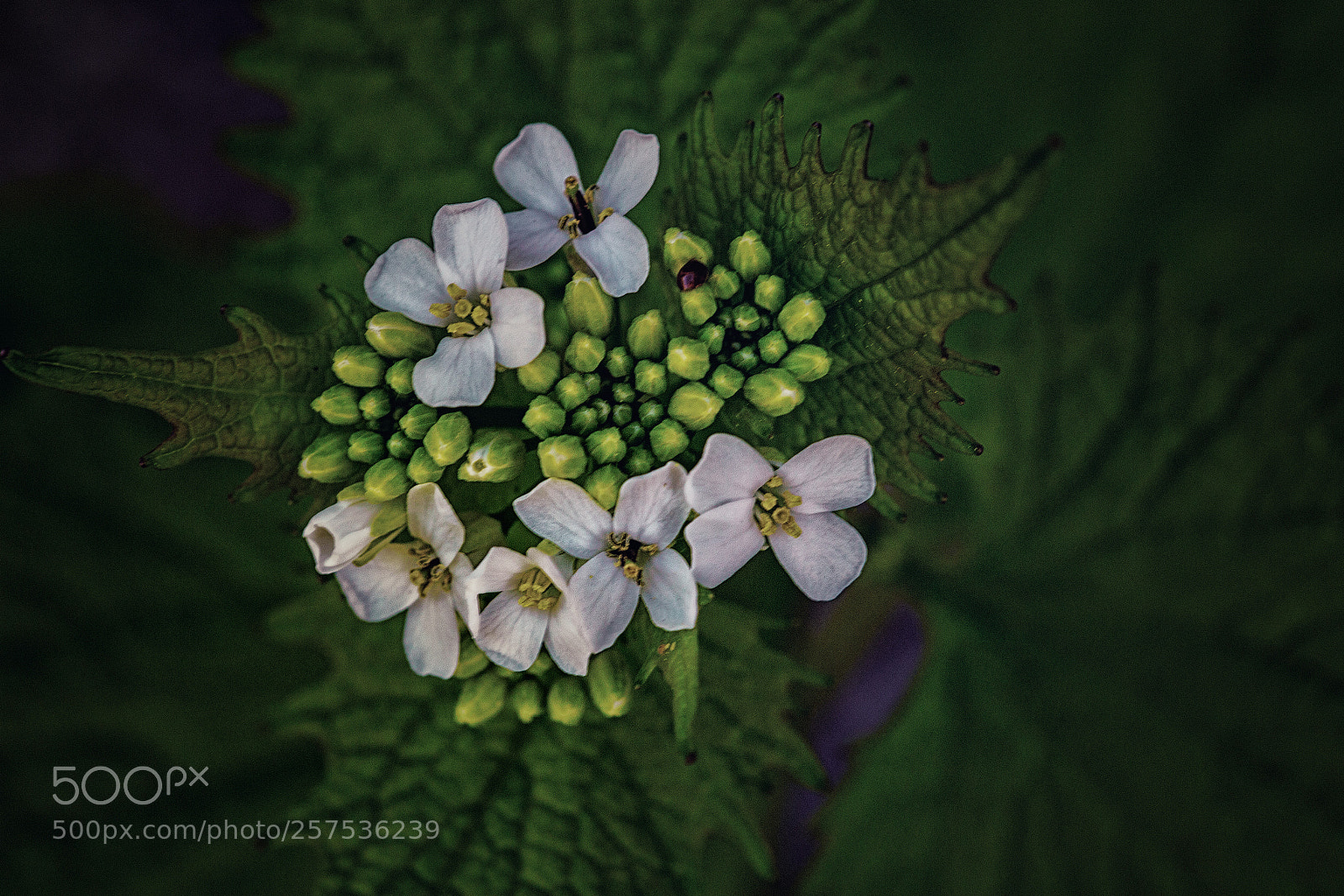 Canon EOS 6D sample photo. Nettle photography