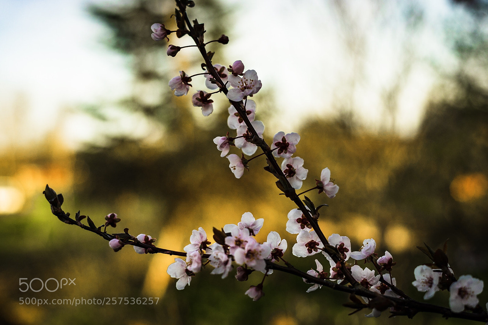 Sony a7R sample photo. Blooming.... photography