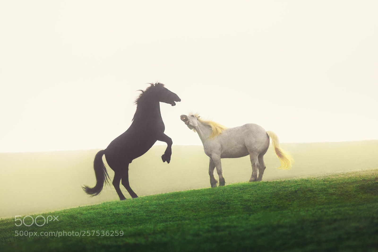 Canon EOS 5D Mark IV sample photo. Horses grazing on pasture photography