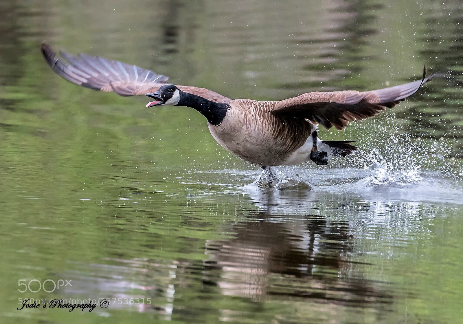 Nikon D750 sample photo. Untitled photography