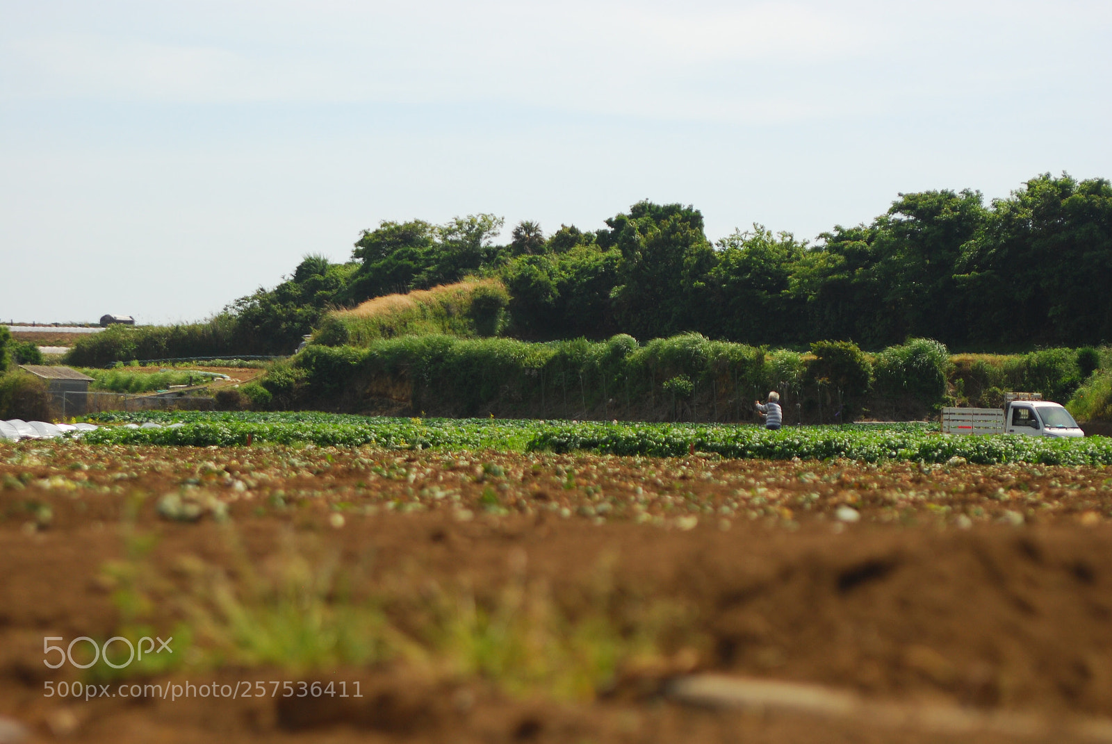 Nikon D80 sample photo. Field photography