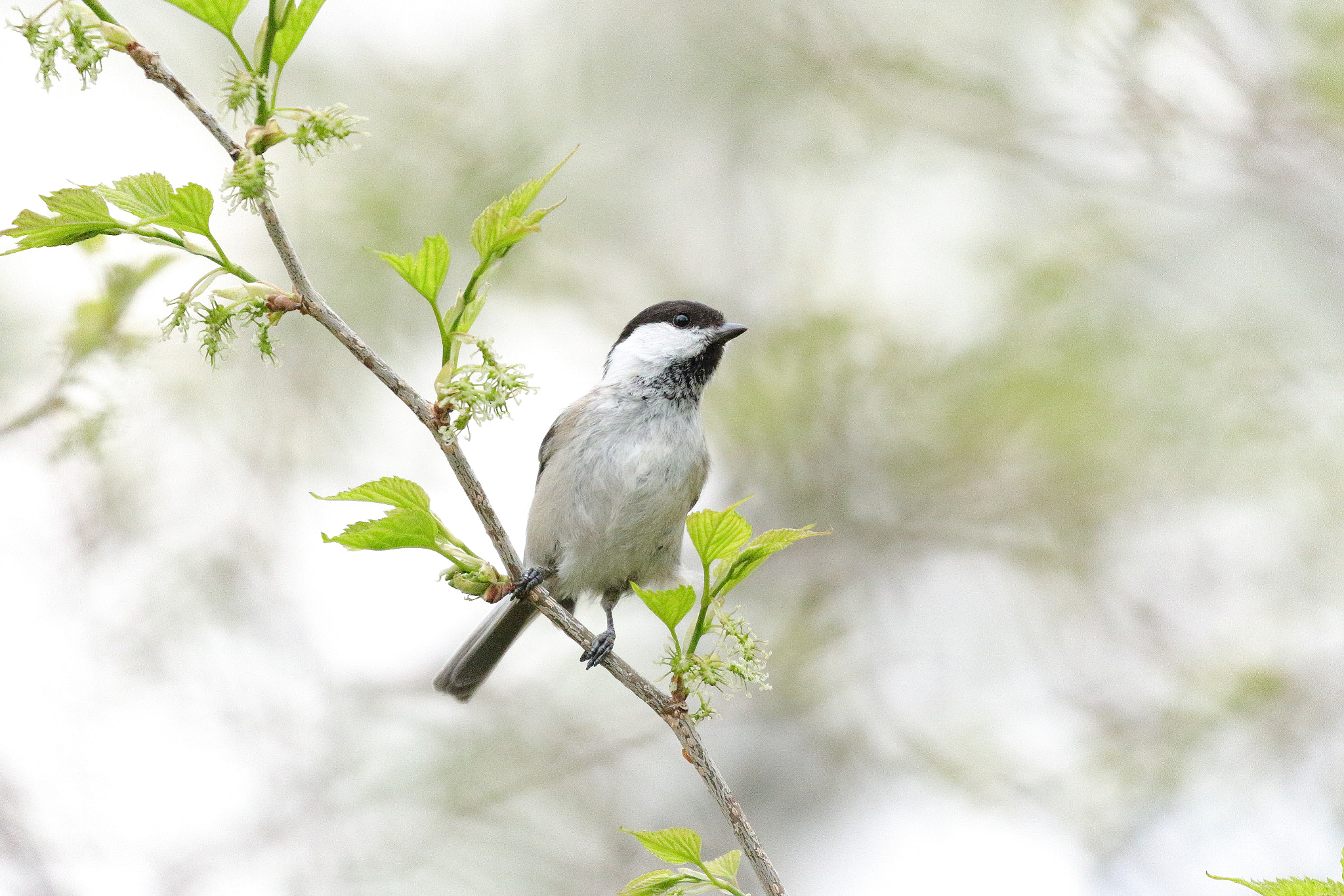 Canon EOS 7D Mark II sample photo. コガラ 7i2a9541 photography
