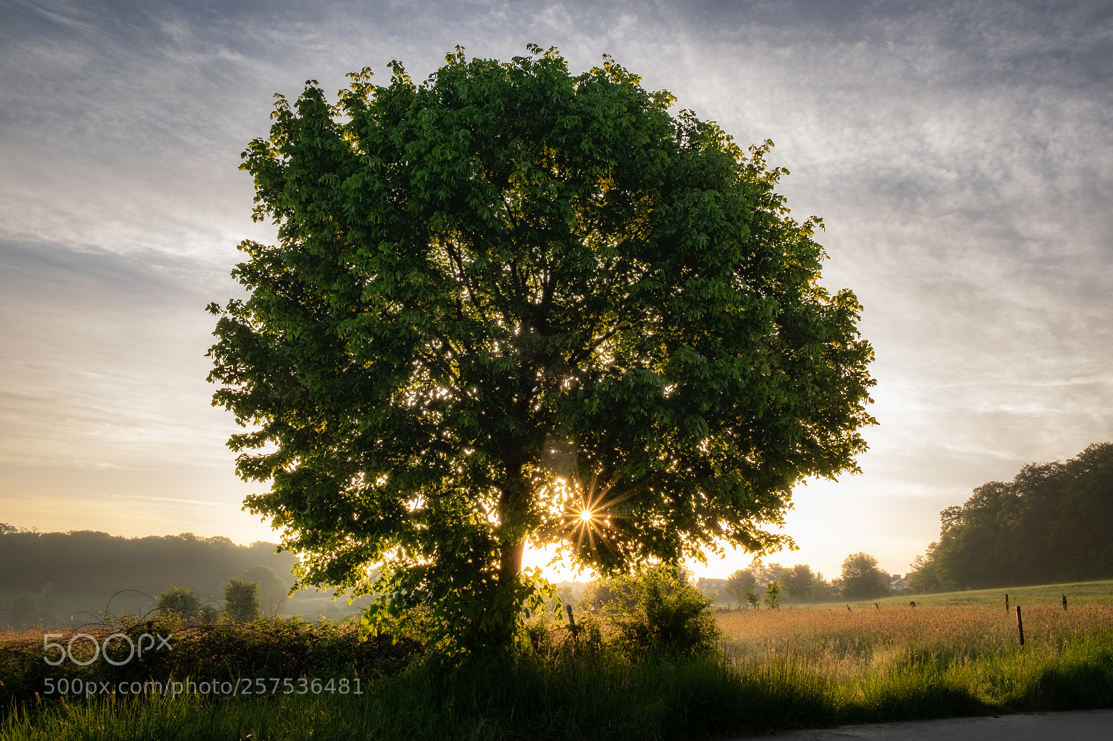 Fujifilm X-T1 sample photo. The tree photography