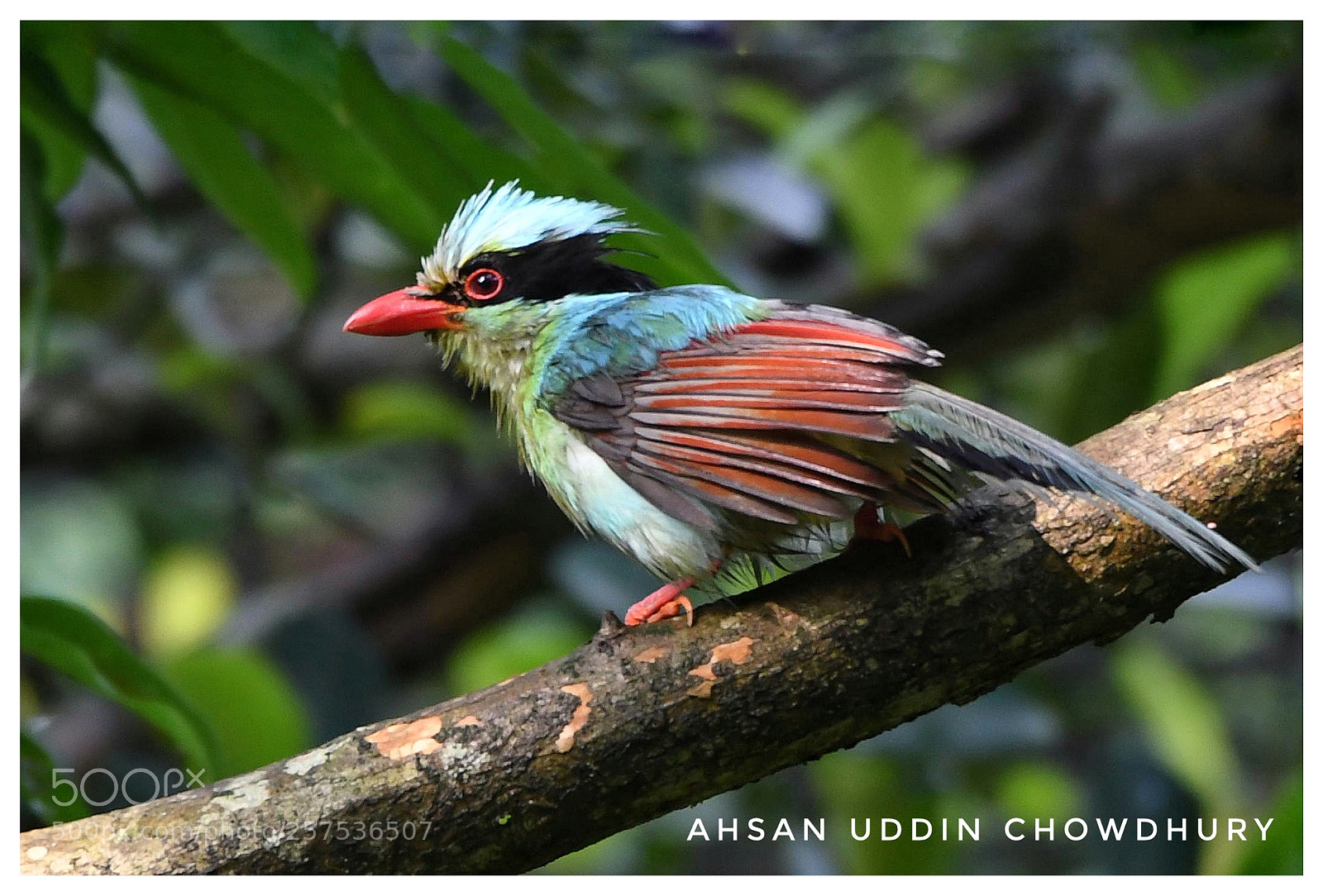 Nikon D500 sample photo. Common green magpie photography