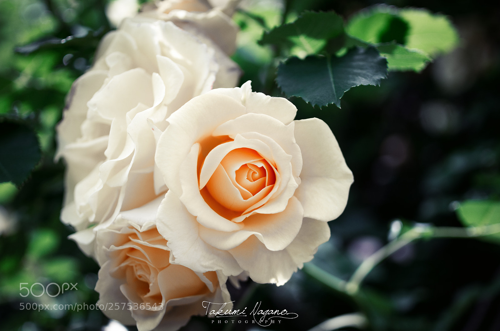Pentax K-5 sample photo. White rose photography