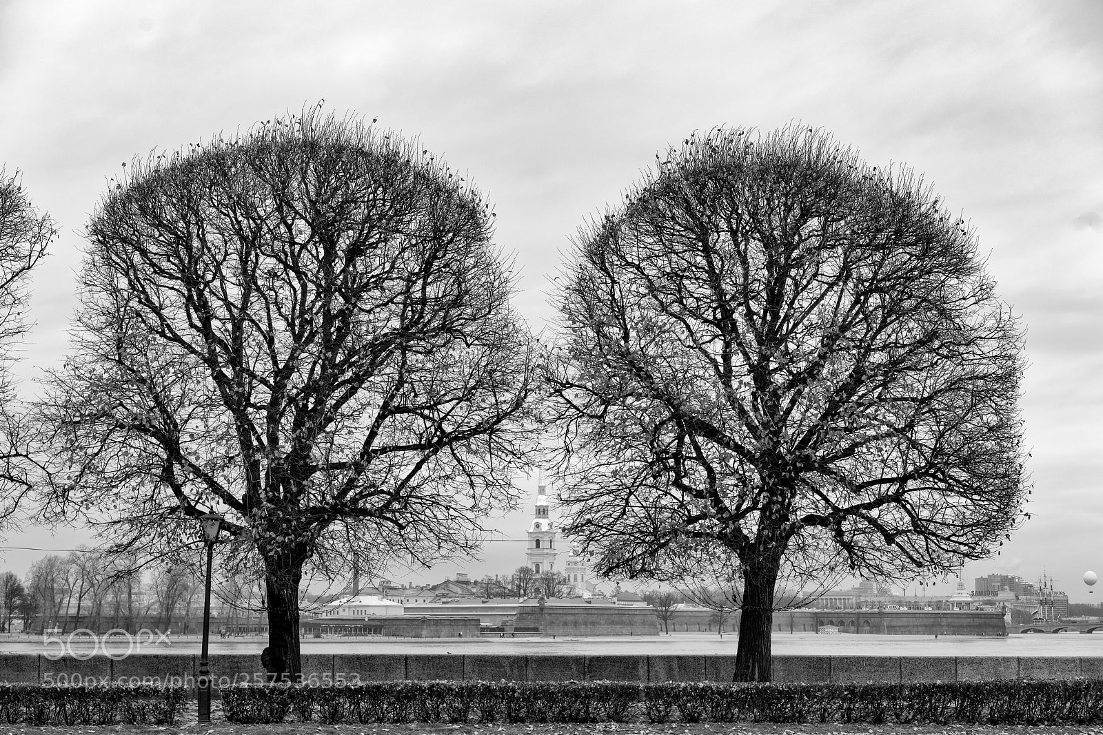 Sony a7R II sample photo. Trees. photography