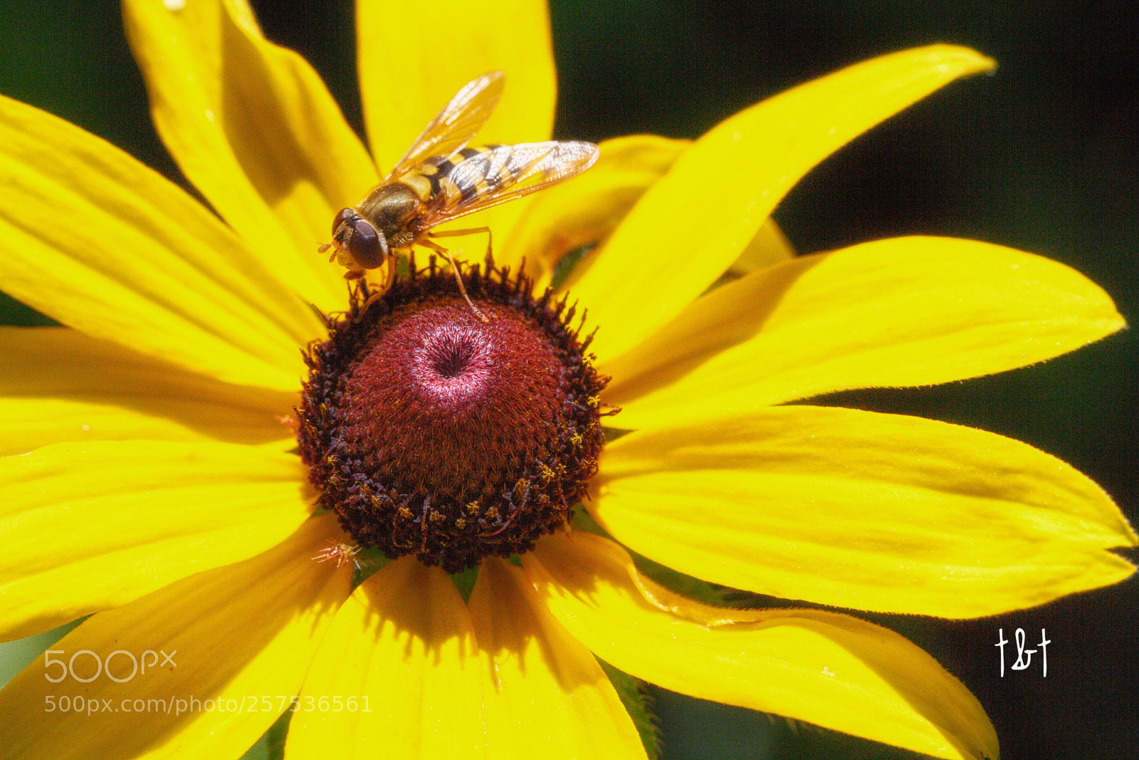 Canon EOS 7D sample photo. Untitled photography