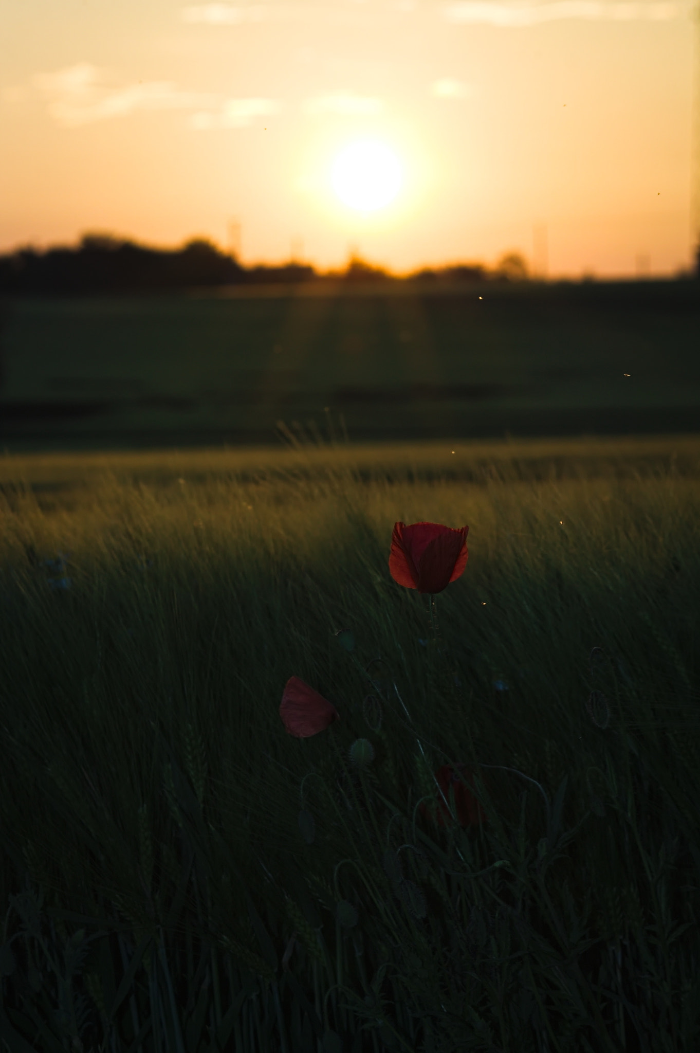 Canon EOS 1100D (EOS Rebel T3 / EOS Kiss X50) + Sigma 70-300mm F4-5.6 APO DG Macro sample photo. Poppy in the evening photography