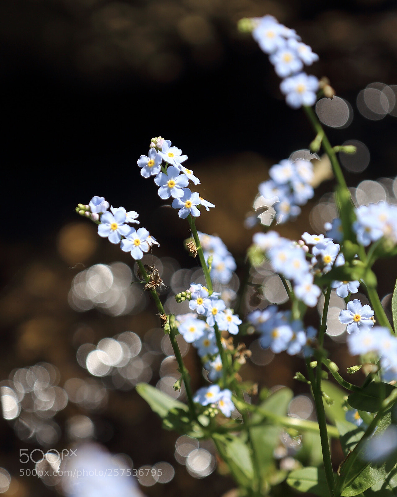 Canon EOS 6D sample photo. Forget me not photography
