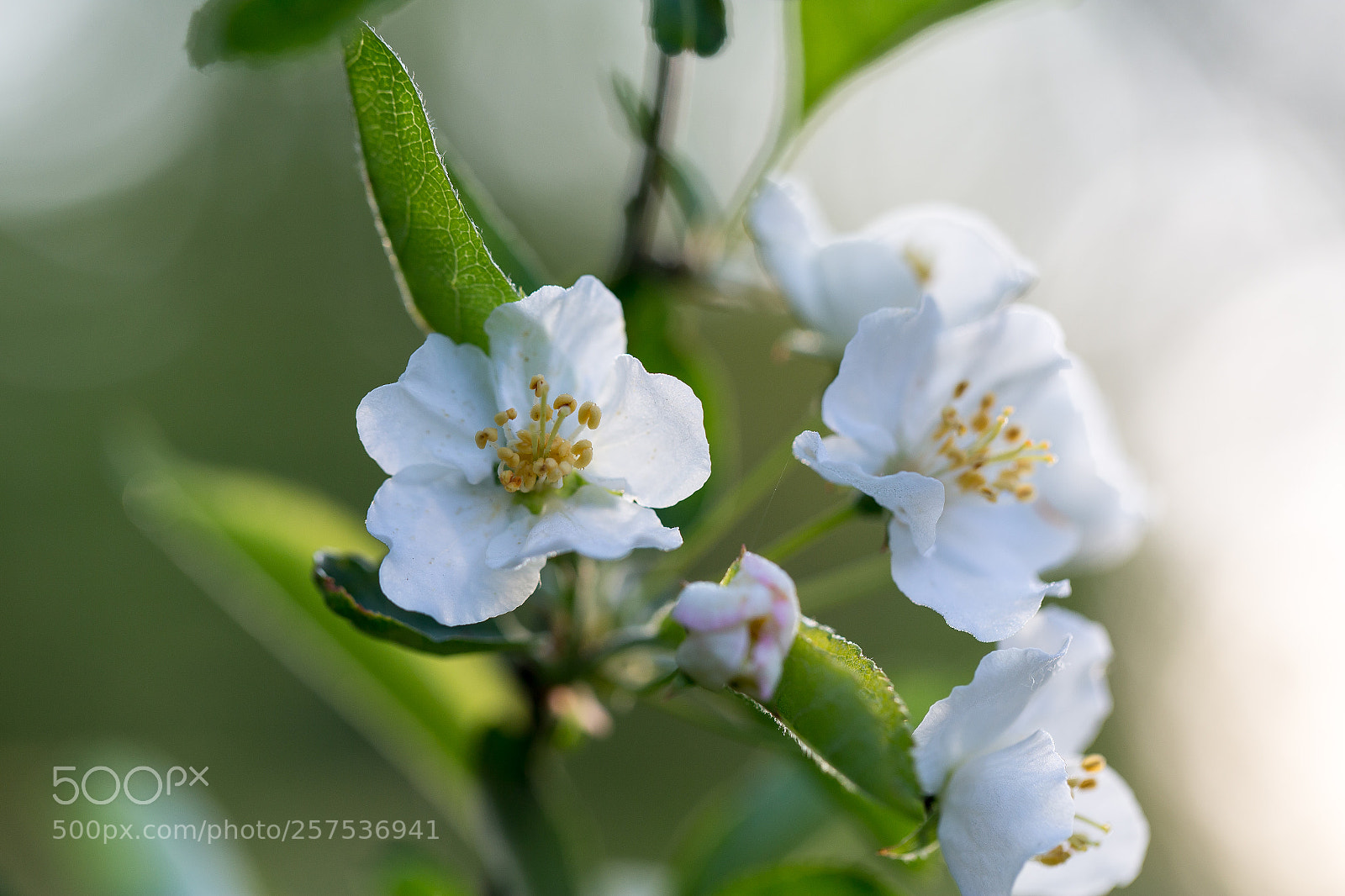 Canon EOS 6D sample photo. Appleblossom photography