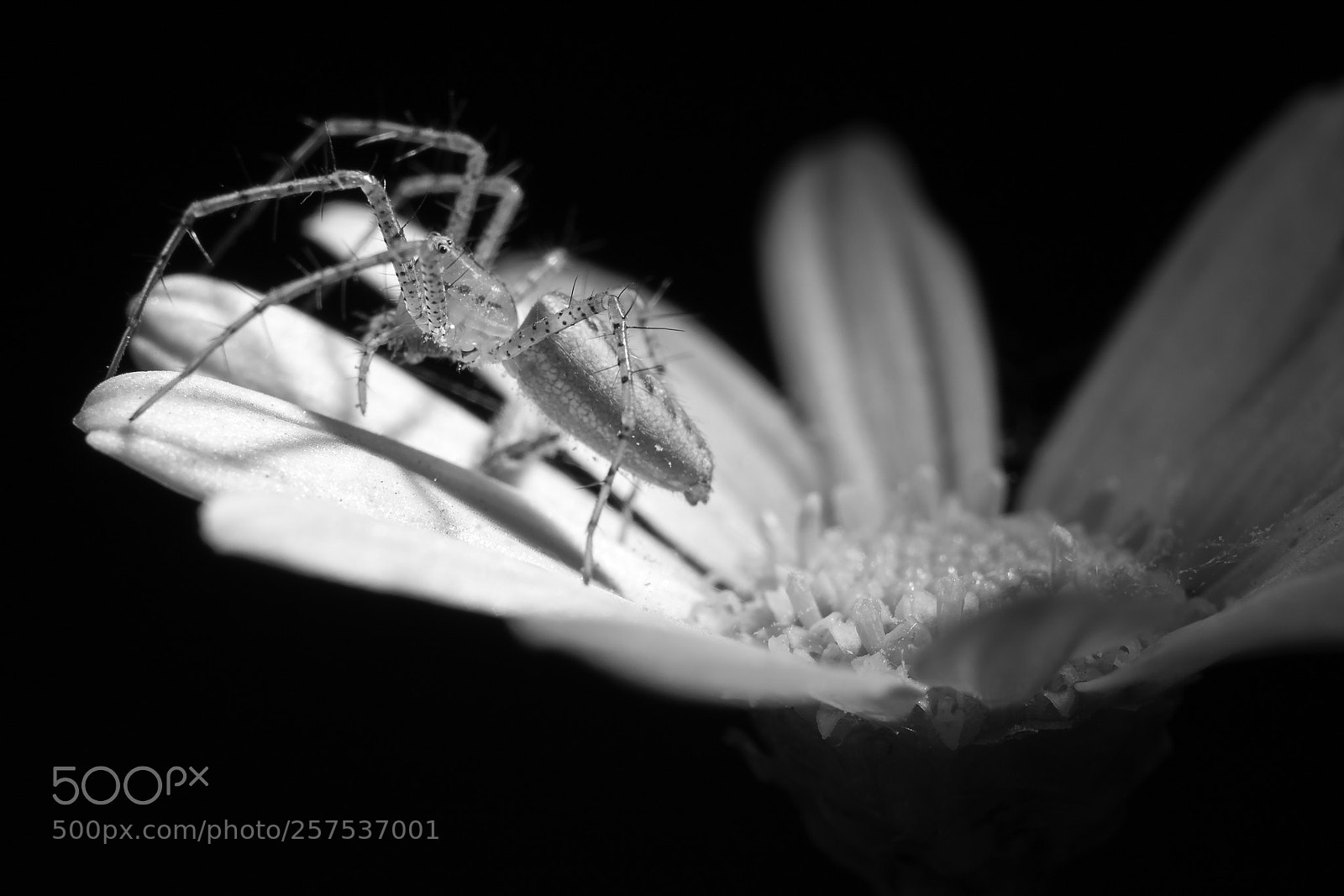 Canon EOS 7D Mark II sample photo. Araña sobre flor photography
