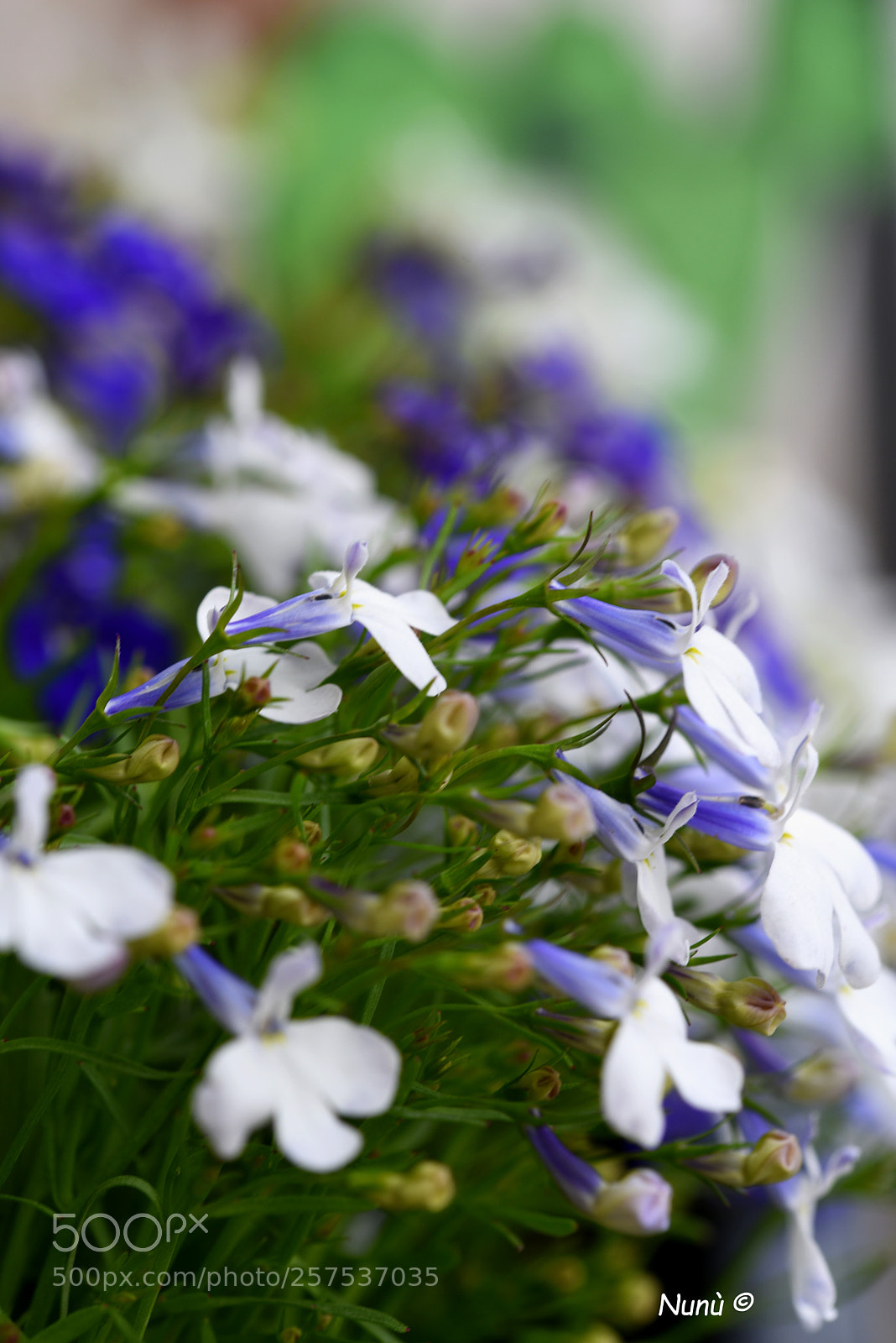 Nikon D750 sample photo. Little flowers photography