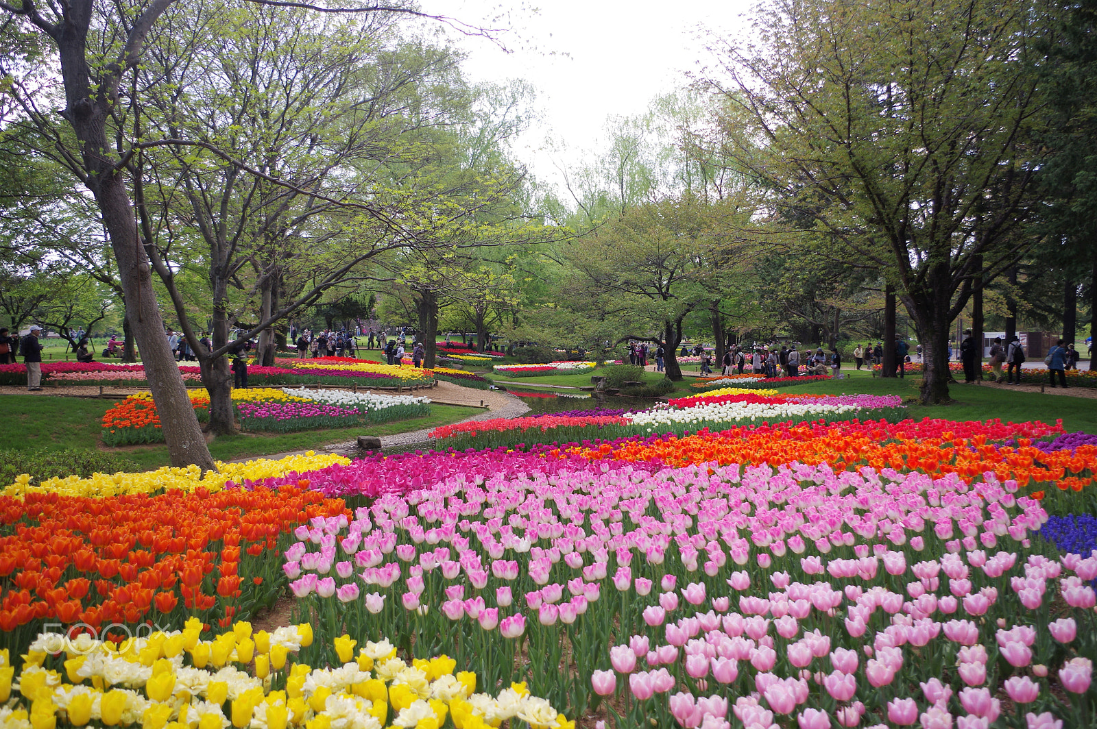 smc PENTAX-DA L 18-55mm F3.5-5.6 sample photo. Tulip field 3 photography