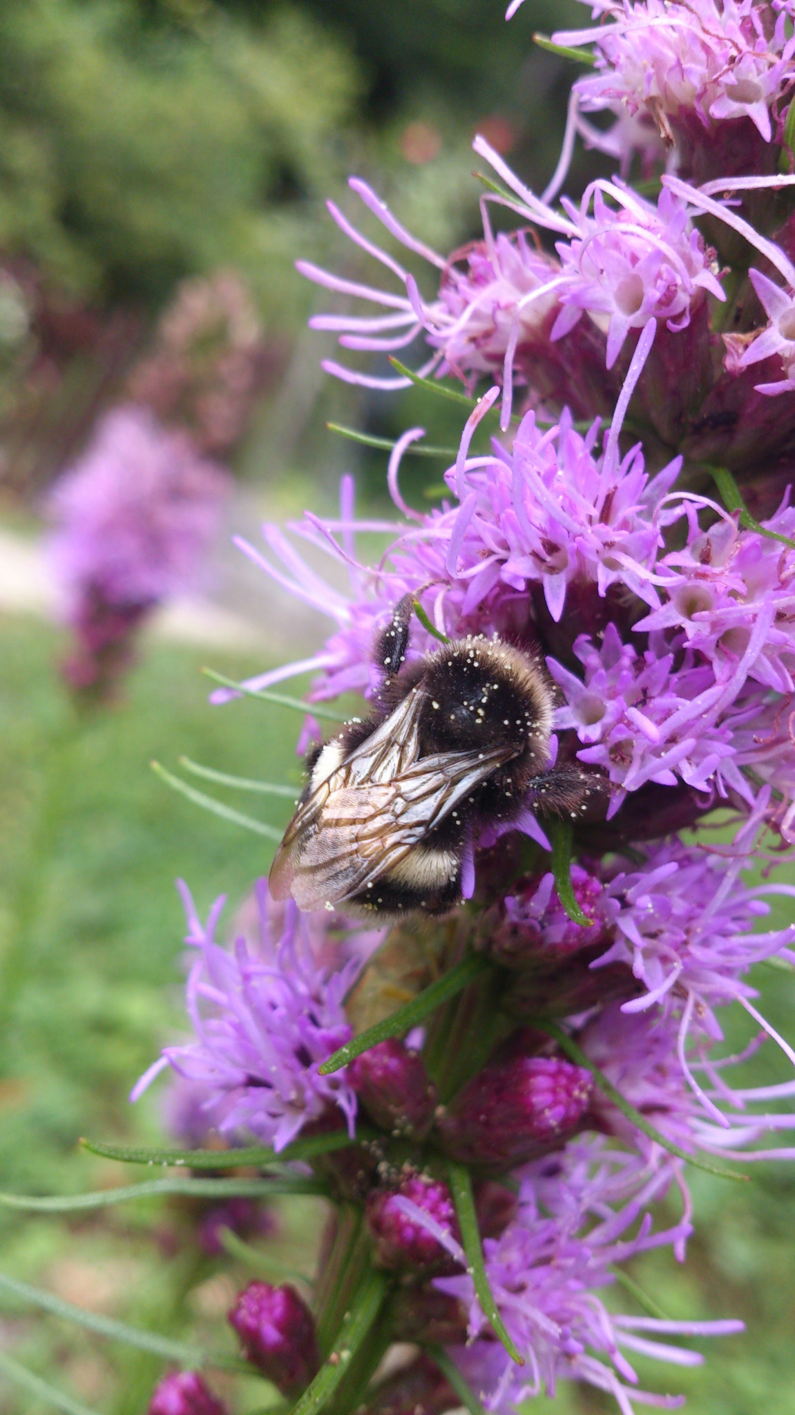 Sony Xperia T sample photo