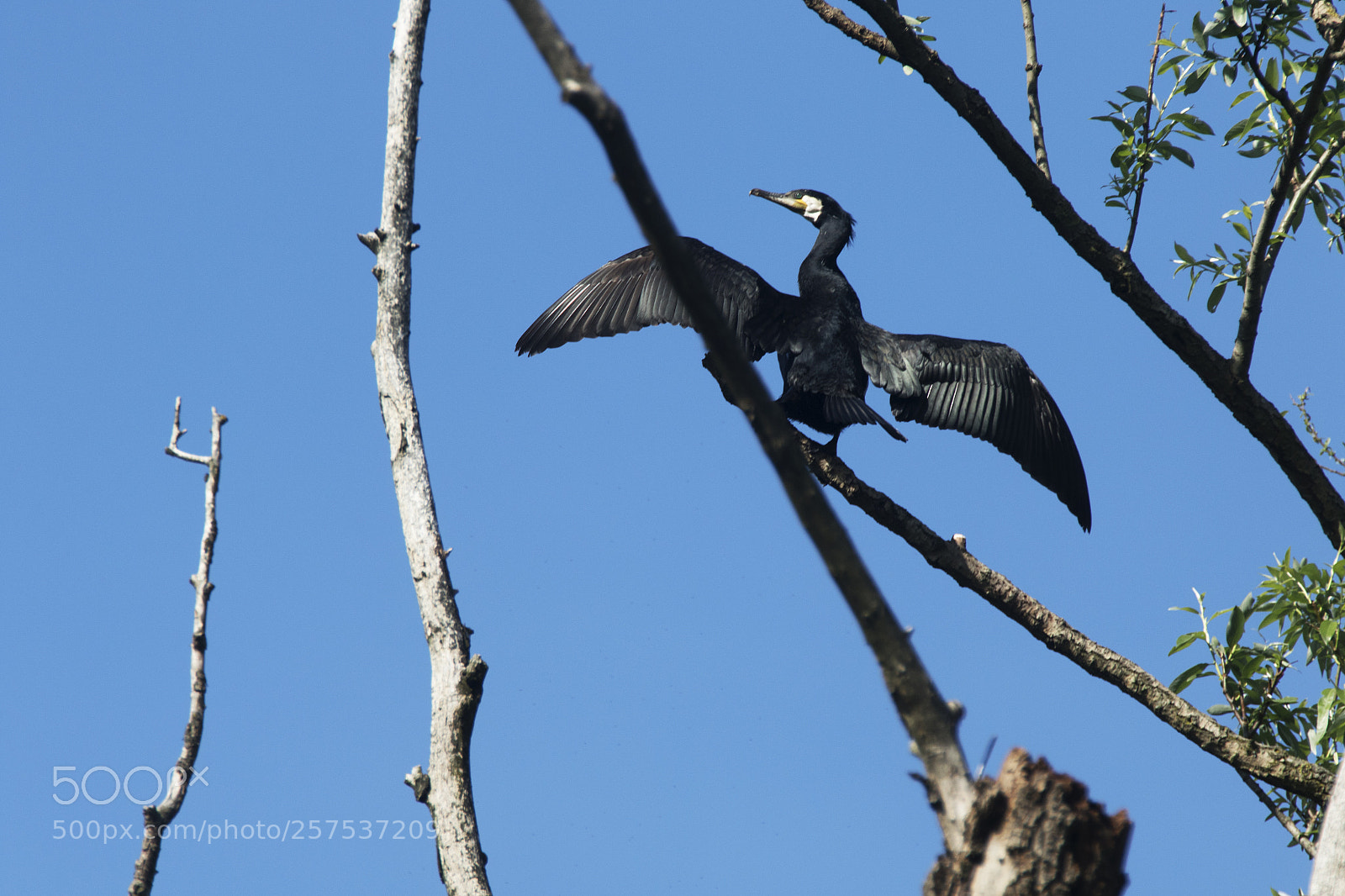 Canon EOS 7D Mark II sample photo. Kormoran photography